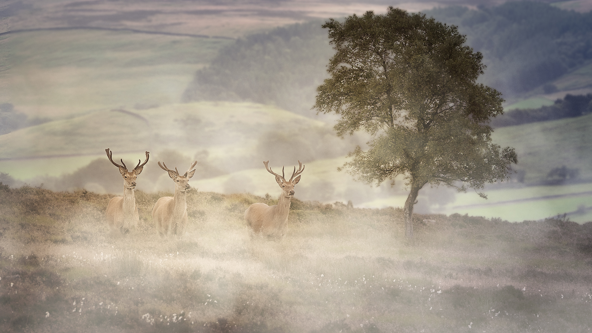 Deer On The Moor