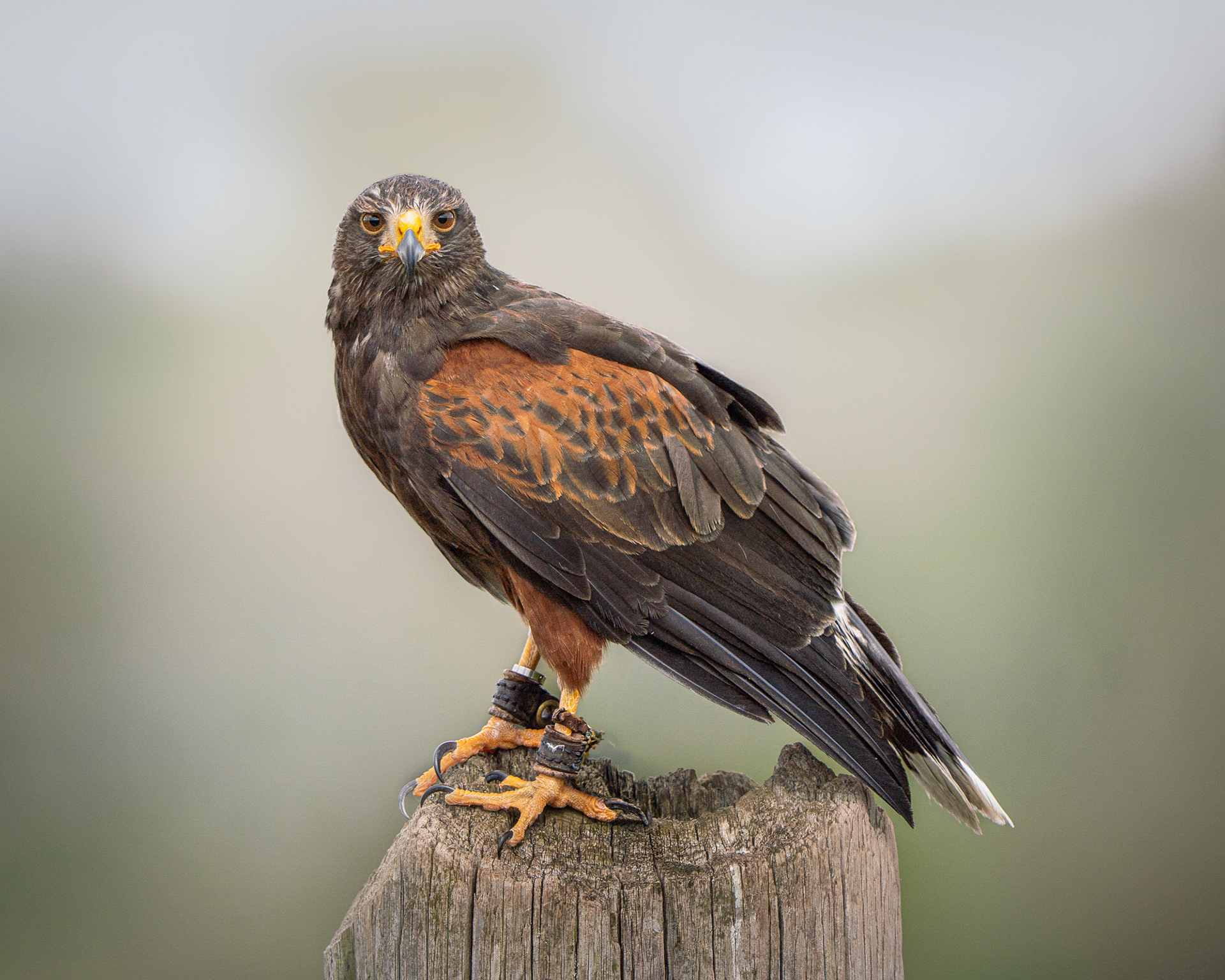 Harris Hawk