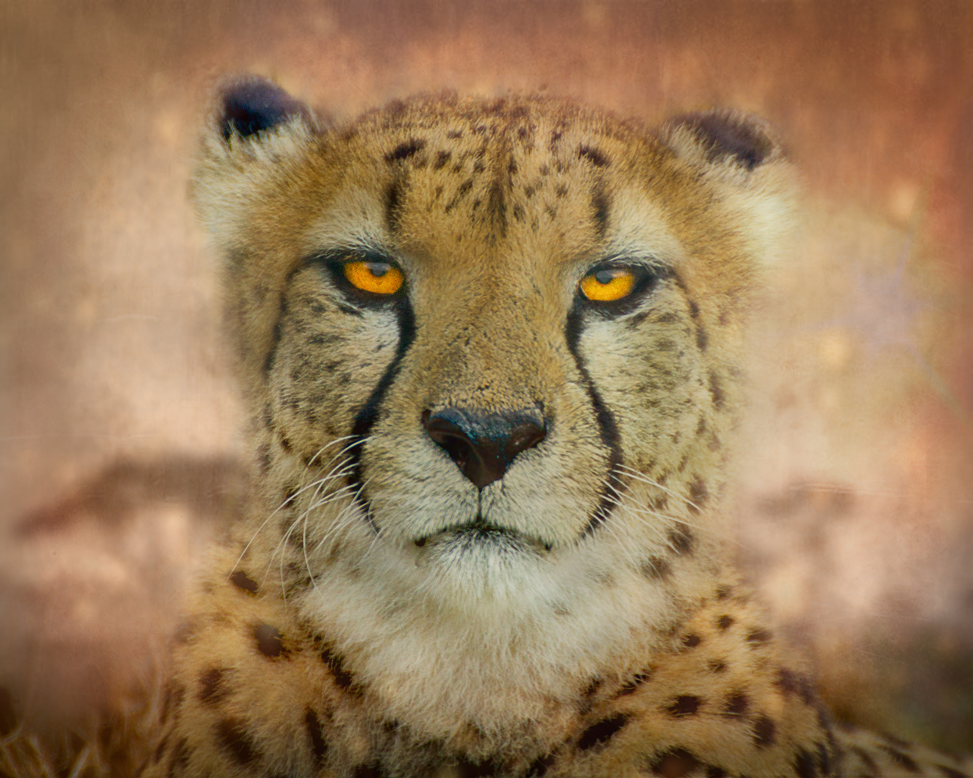 Cheetah Stare