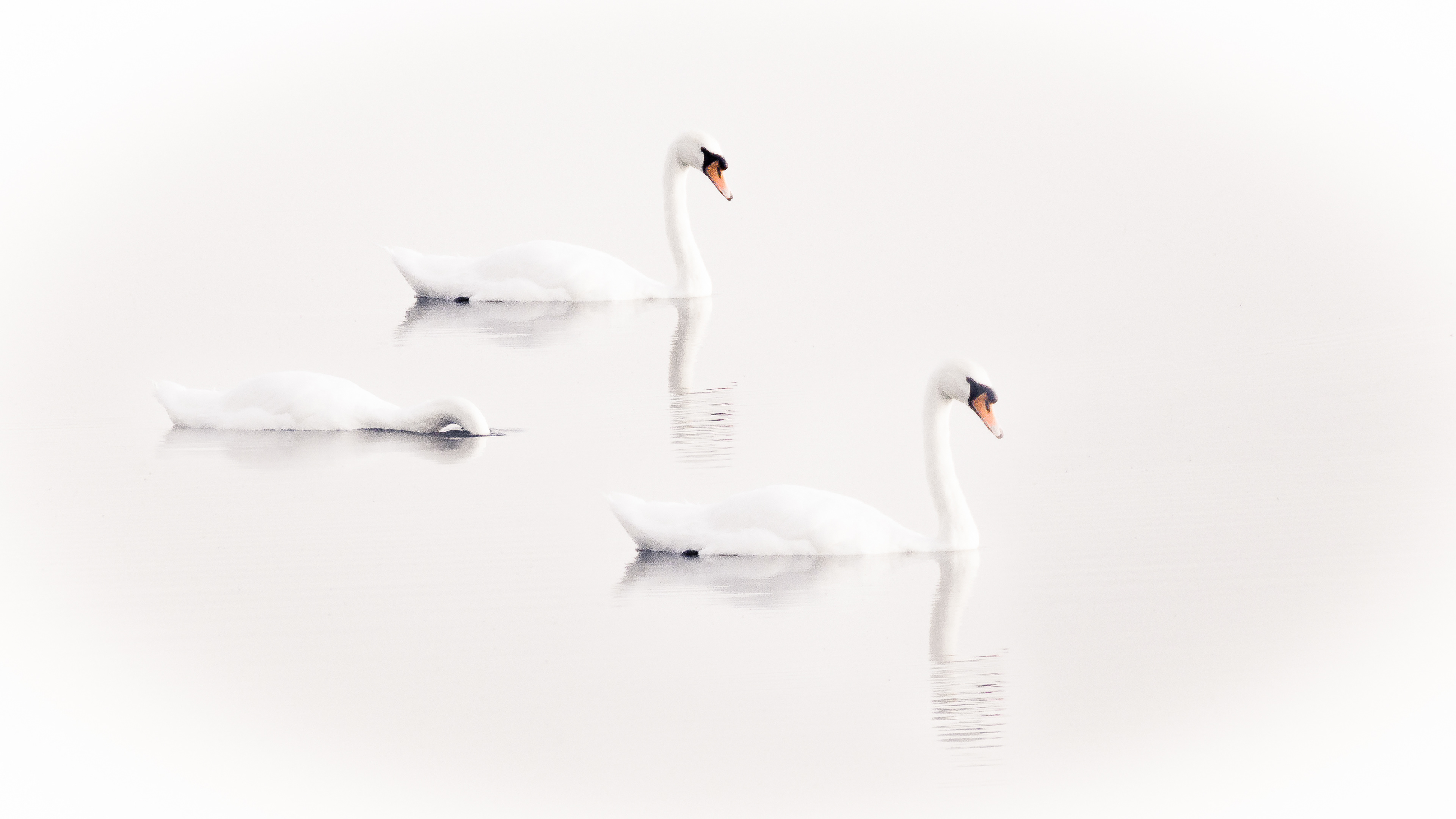 Swan Lake