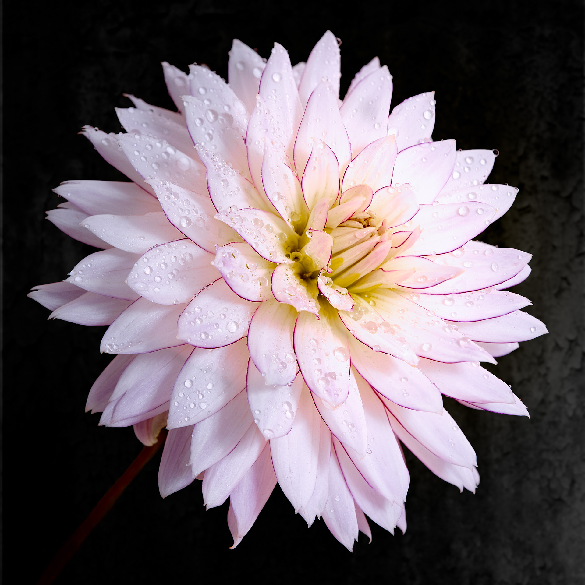 A close-up photograph of a delicate pink dahlia flower against a dark background. The flower's numerous petals are soft pink with a hint of white, each petal subtly outlined with a faint pink edge. Water droplets are scattered across the petals, adding a fresh and dewy appearance. The center of the flower is a mix of light yellow and green, with the innermost petals tightly clustered. The contrast between the pale, tender petals and the dark background accentuates the flower's intricate details and natural beauty.