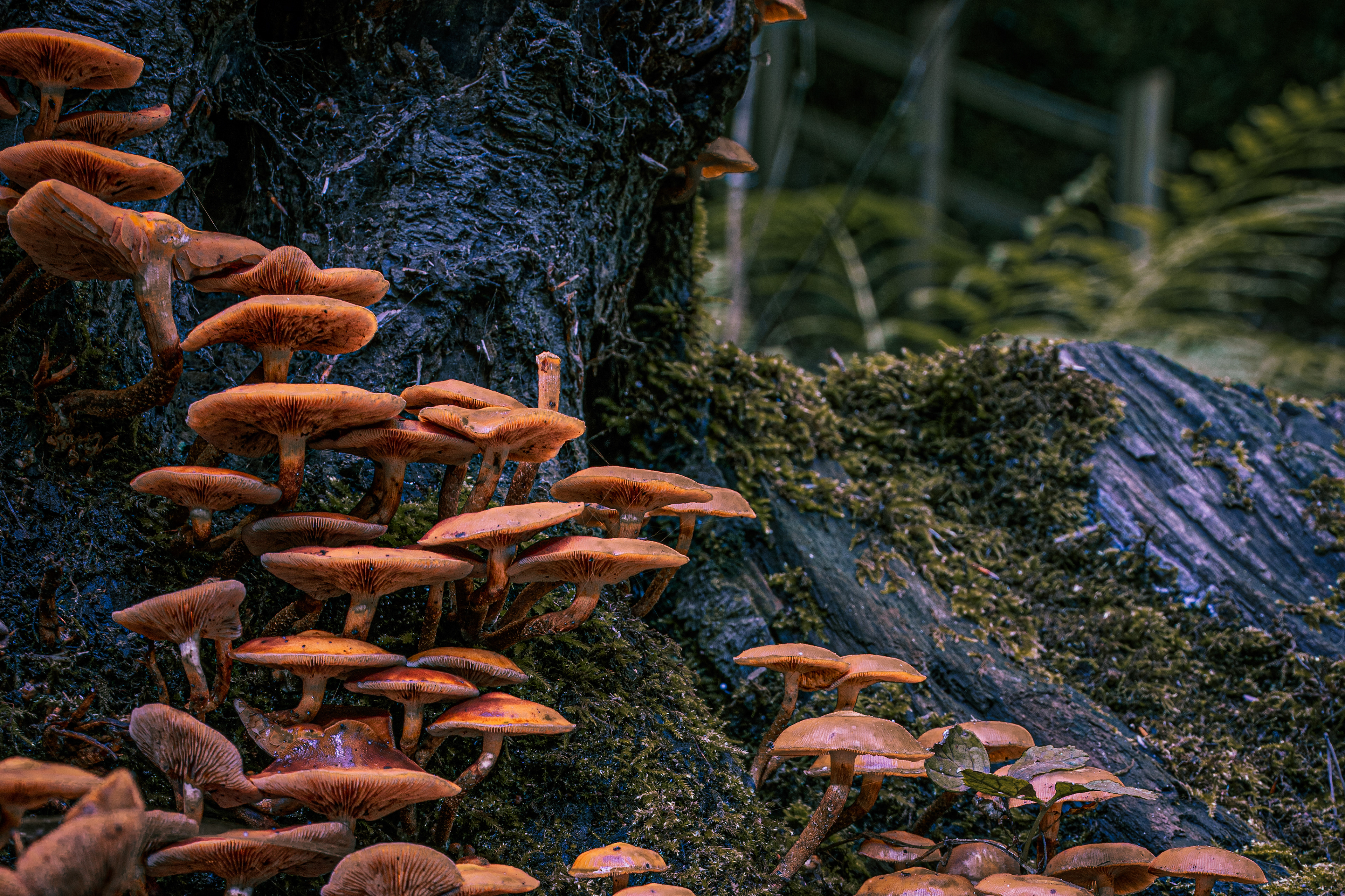 Fungi In The Forest