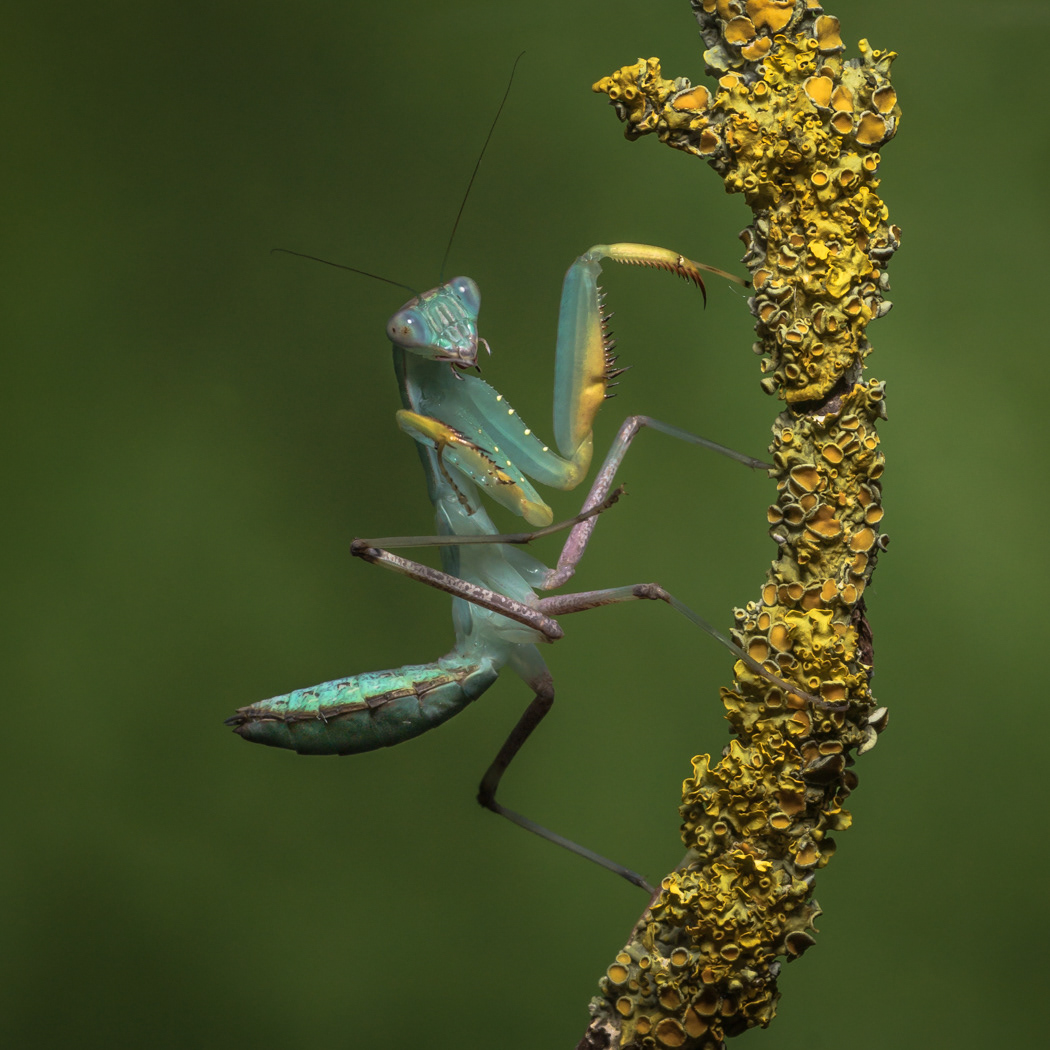 Common Green African Mantis