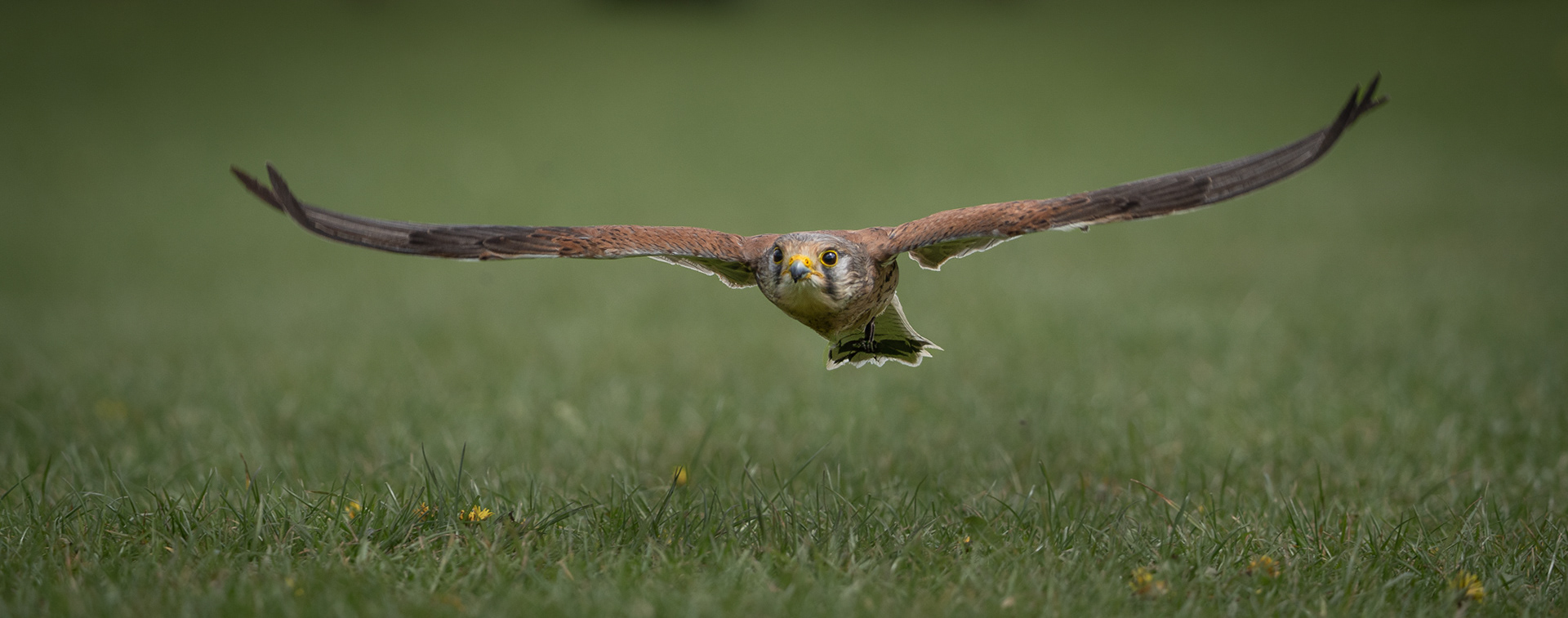 Kestrel In Flight