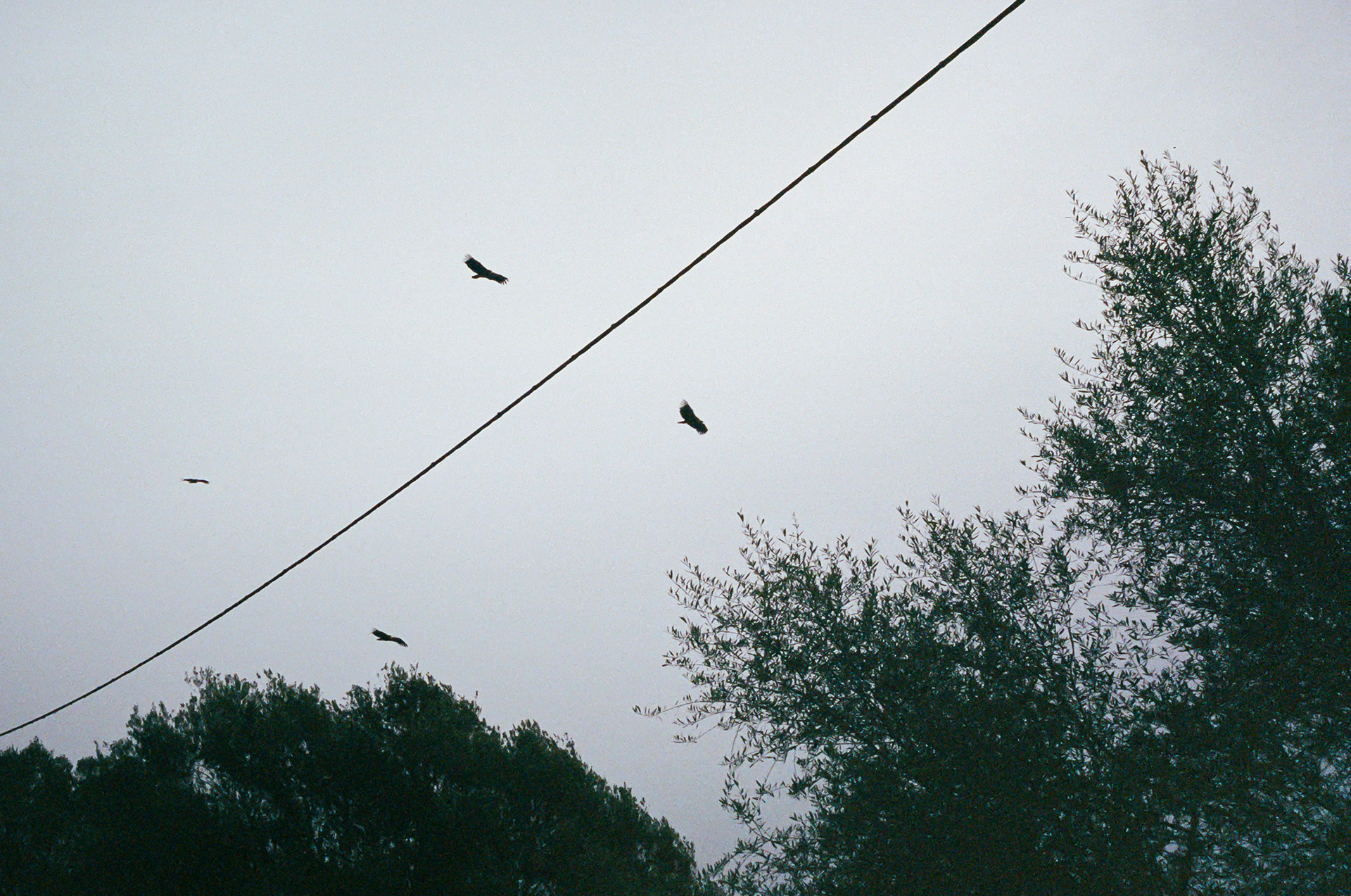 H is for Hawk - Dozens of hawks float up to the castle in Castillo de Castellar which they slowly circle as they hunt for breakfast. Photo by Aaron Guy Leroux - March 2024 - Castillo de Castellar, Spain