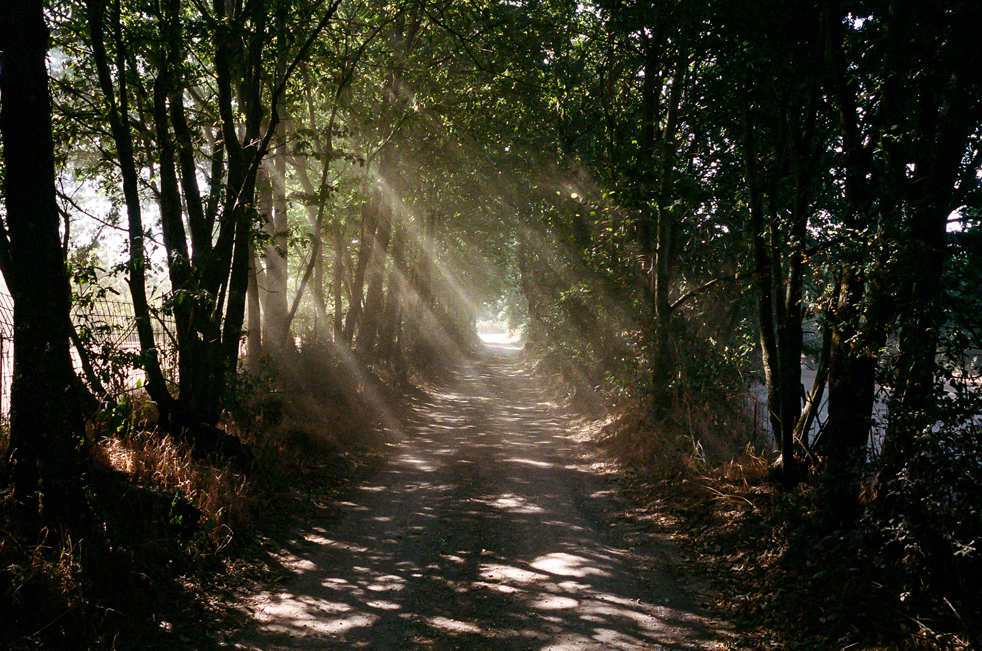 Nowhere - Somewhere in the woods of northern Italy. Photo by - Aaron Guy Leroux - July, 2024 - Lucca, Italy