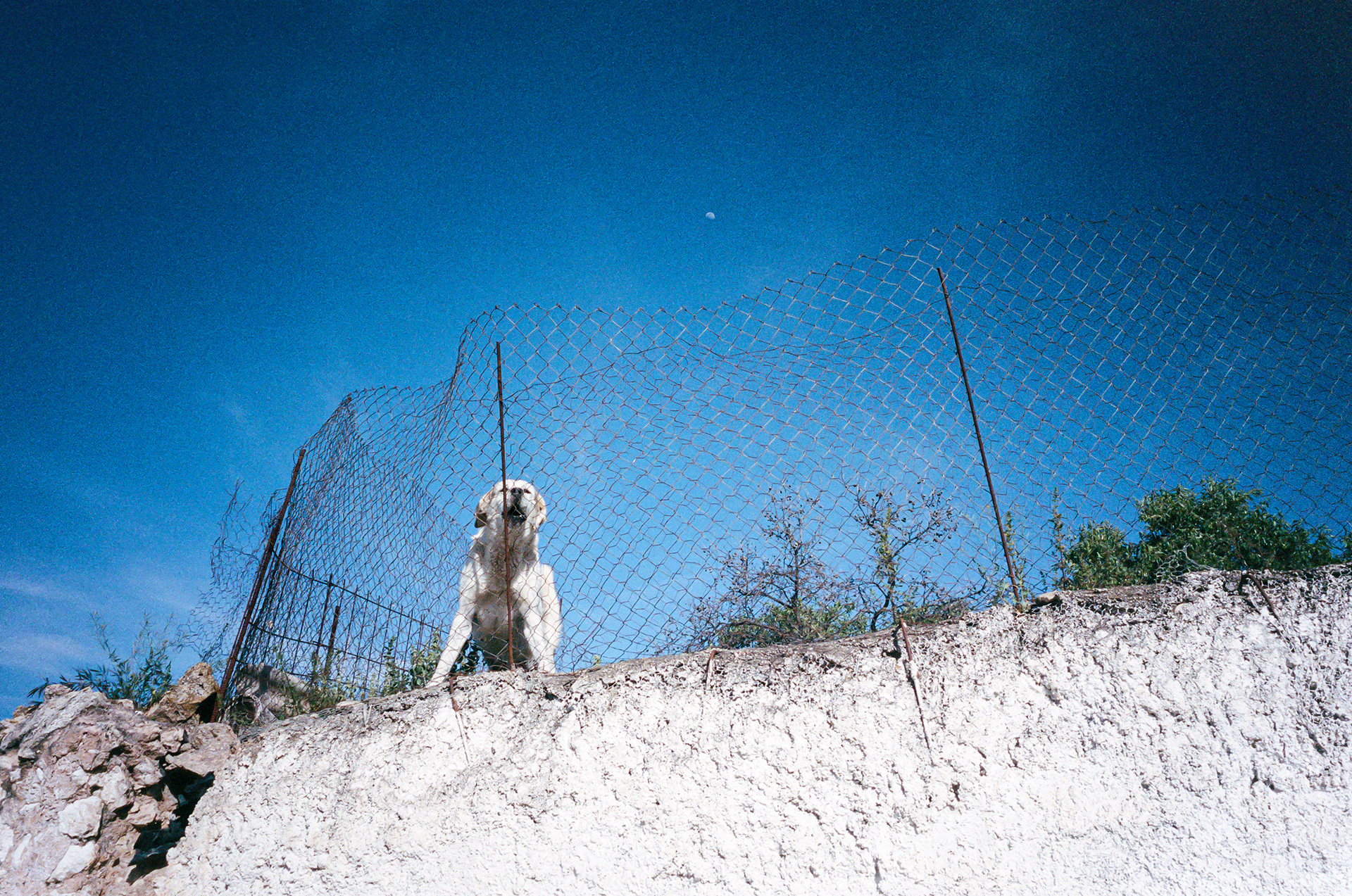 Angry Dog - I encountered many an angry dog during my walk. Notably, the dogs stuck behind fences appeared much more fierce than their free roaming counterparts. Photo by - Aaron Guy Leroux - April, 2024 - Quesada, Spain