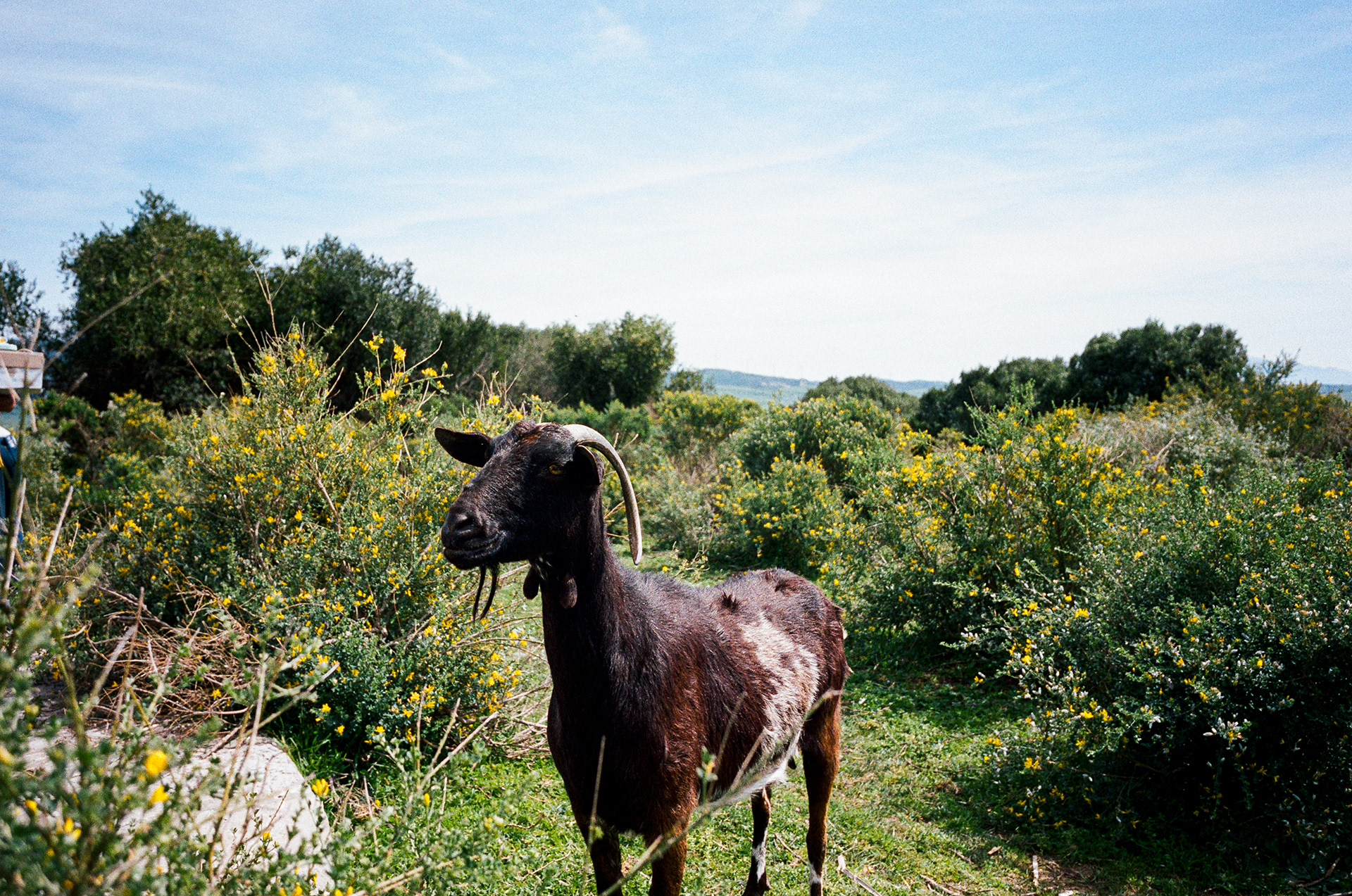 Goat Farm -A way point, according to my guidebook, is a goat farm. As promised: Goats. Photo by Aaron Guy Leroux - March 2024 - Tarifa, Spain