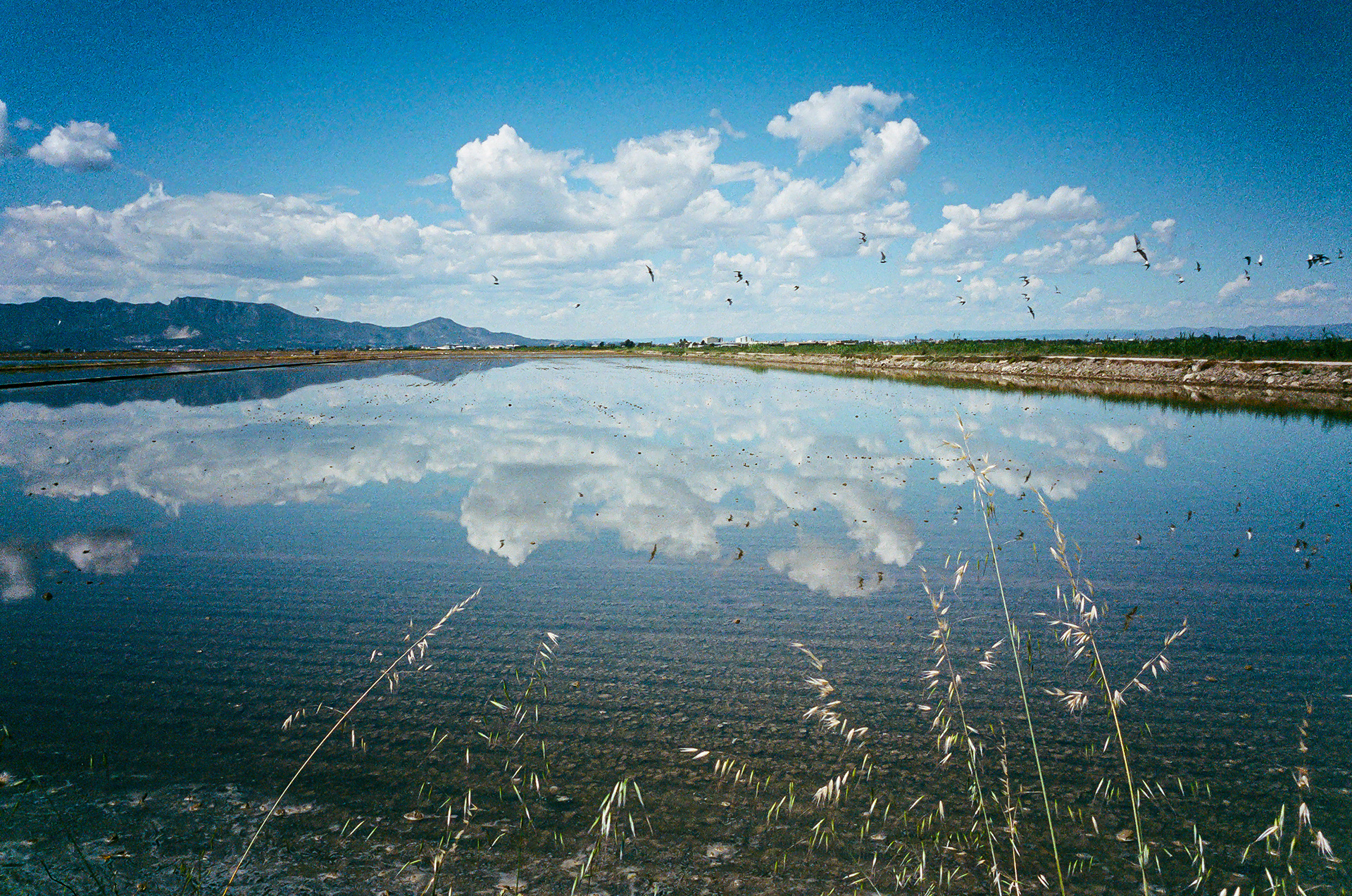 El Palmar - Close to the coast I walked through a waterwhed, a flooded sectional plain near the town of El Palmar. I saw large fish with just barely enough water to scoot around in looking for food. Legios of birds stood knee deep in the muddy water causally snatching bits of food. I hardly saw another soul on the water landscape. Photo by - Aaron Guy Leroux - April, 2024 - El Palmar, Spain