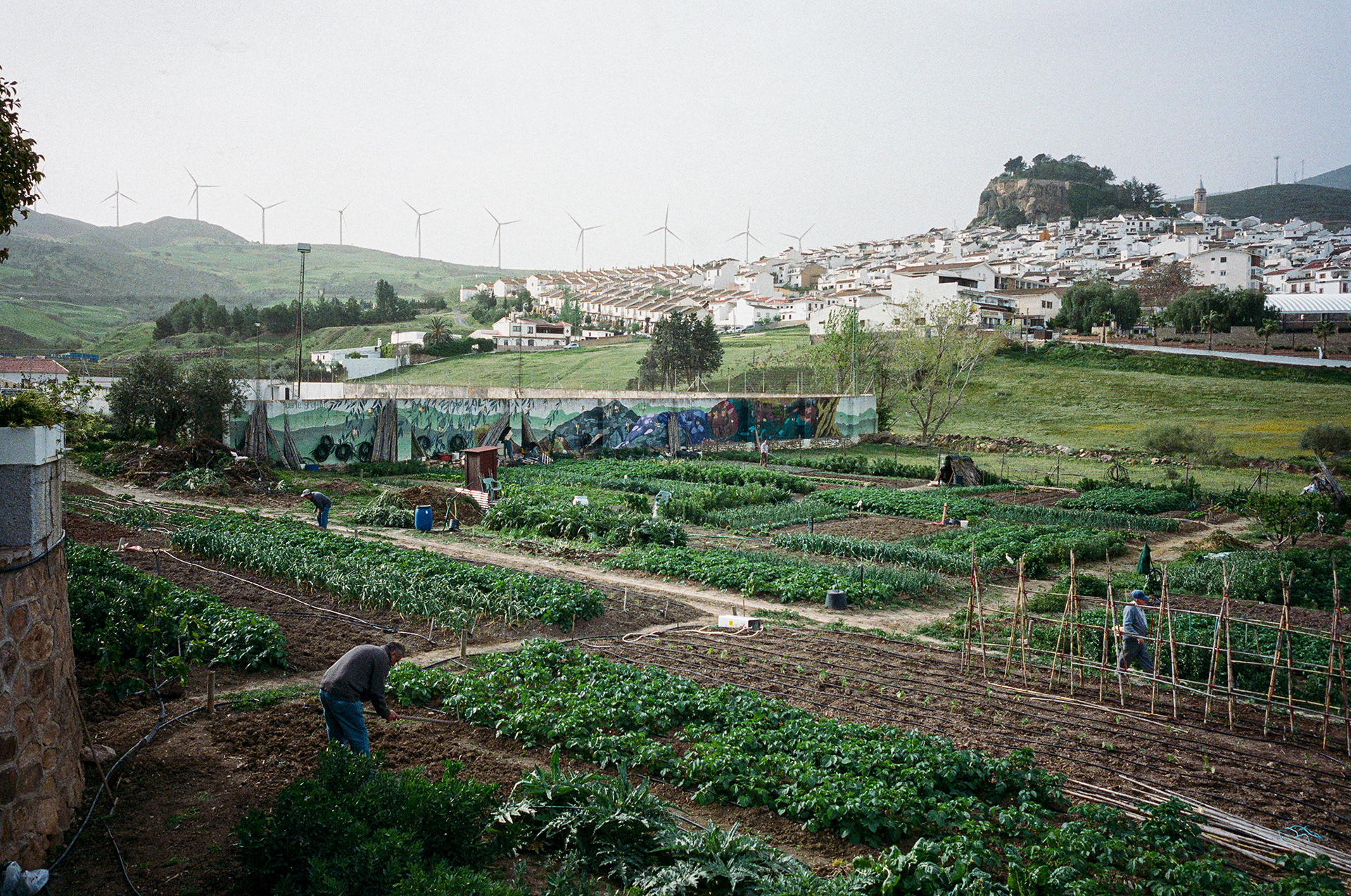 Ardales Farming - Farmers, just on the outskirts of Ardales, work their fields in the hazy morning light. Photo by - Aaron Guy Leroux - April, 2024 - Ardales, Spain