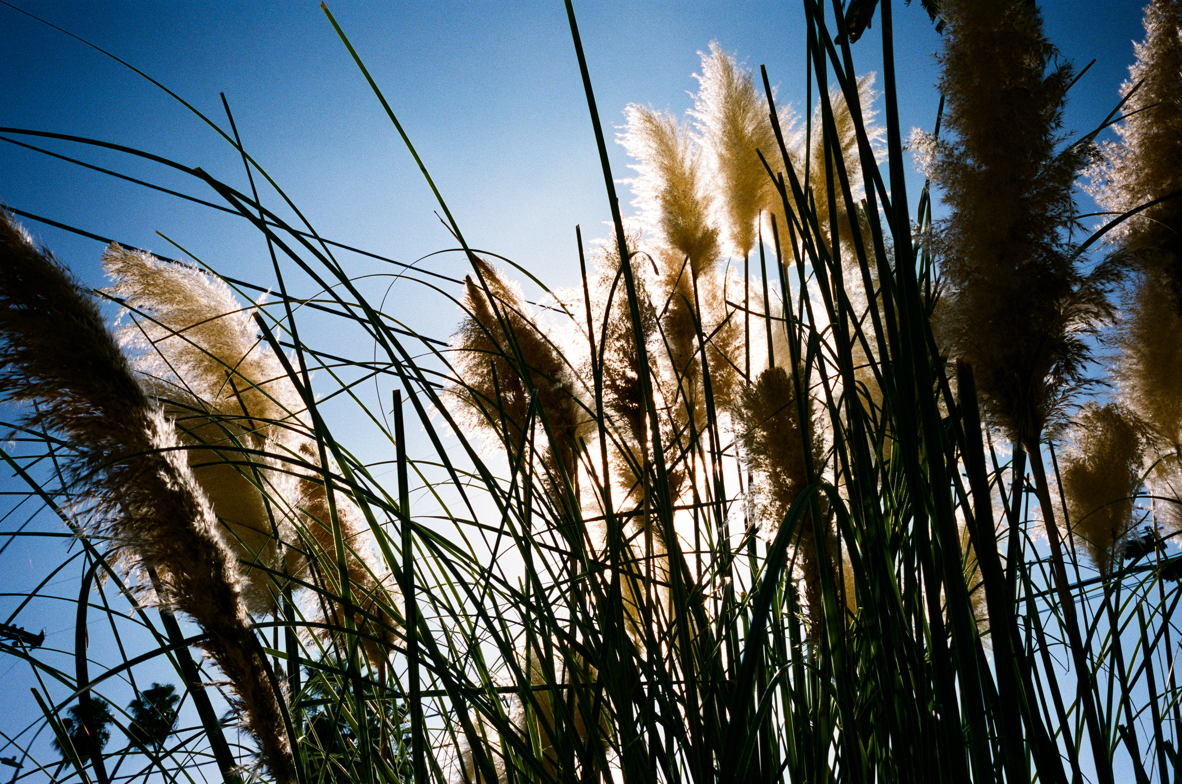 SoCal Plants: A lovely scene near my apartment. September 2023 - Sherman Oaks, CA - Photo by Aaron Guy Leroux