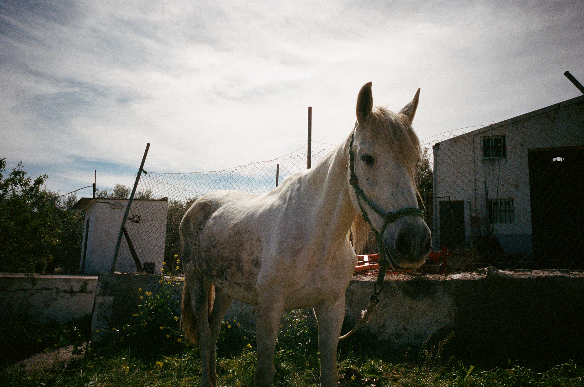 The Horse in a One Horse Town - Encountered this fella as I entered Serrato and stopped for lunch. Photo by - Aaron Guy Leroux - April, 2024 - Arriates, Spain