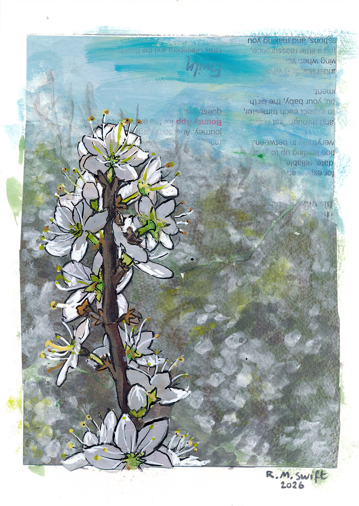 Blackthorn Blossom