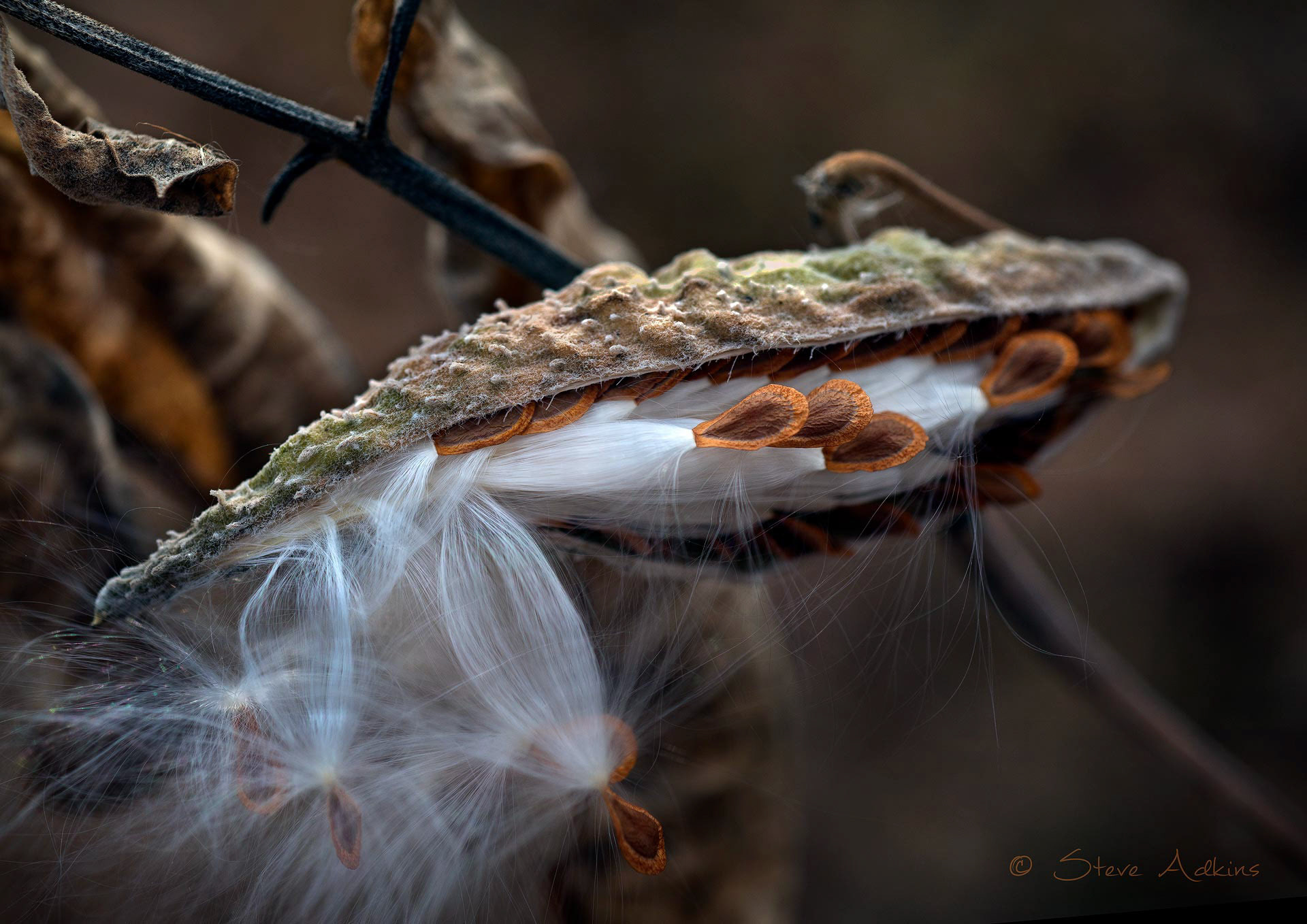 Milkweed