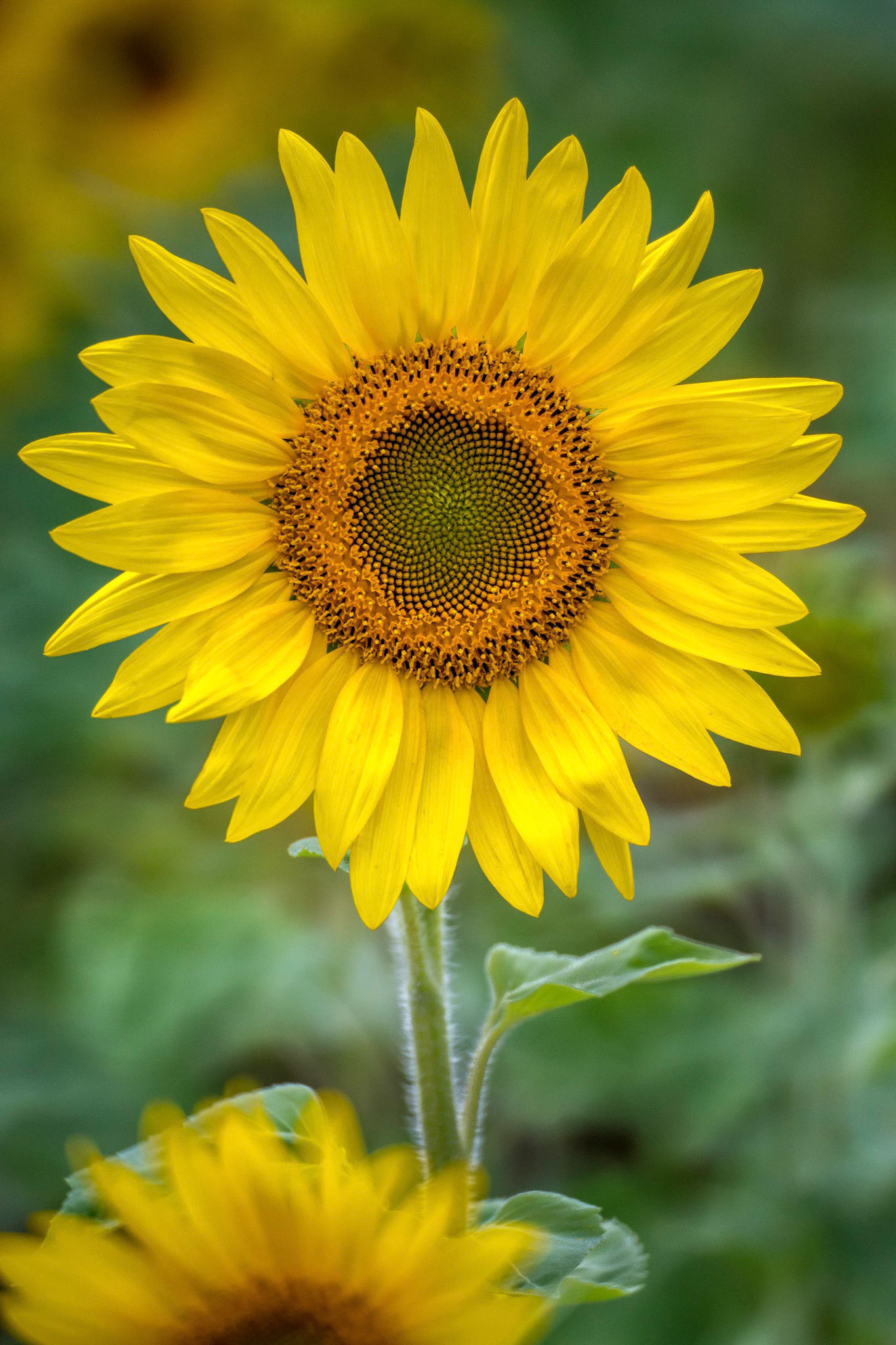 Sunflower 1