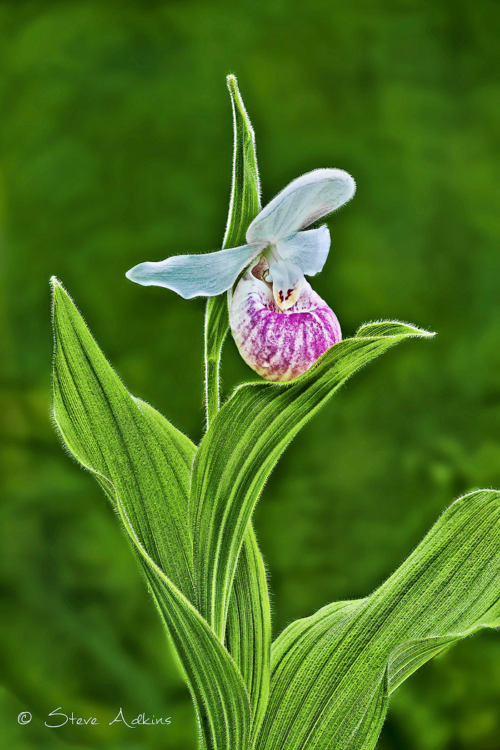 Minnesota State Flower