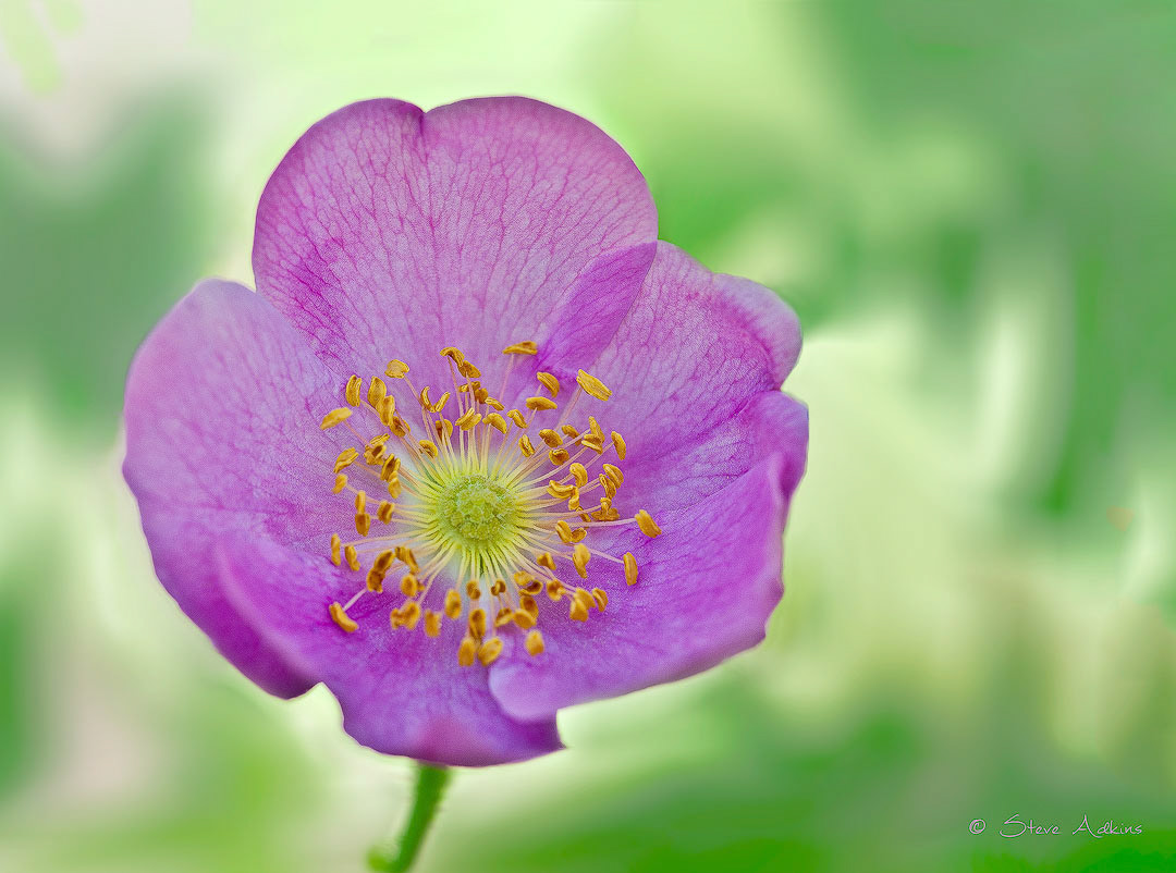 Stop and Smell the Roses...