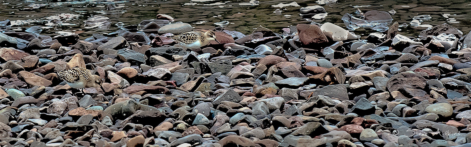 Semipalmated Sandpipers