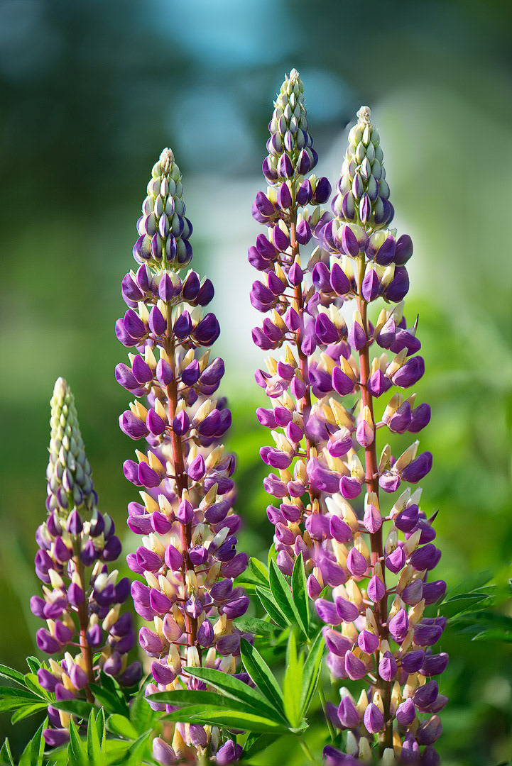 Banff Wild Flowers