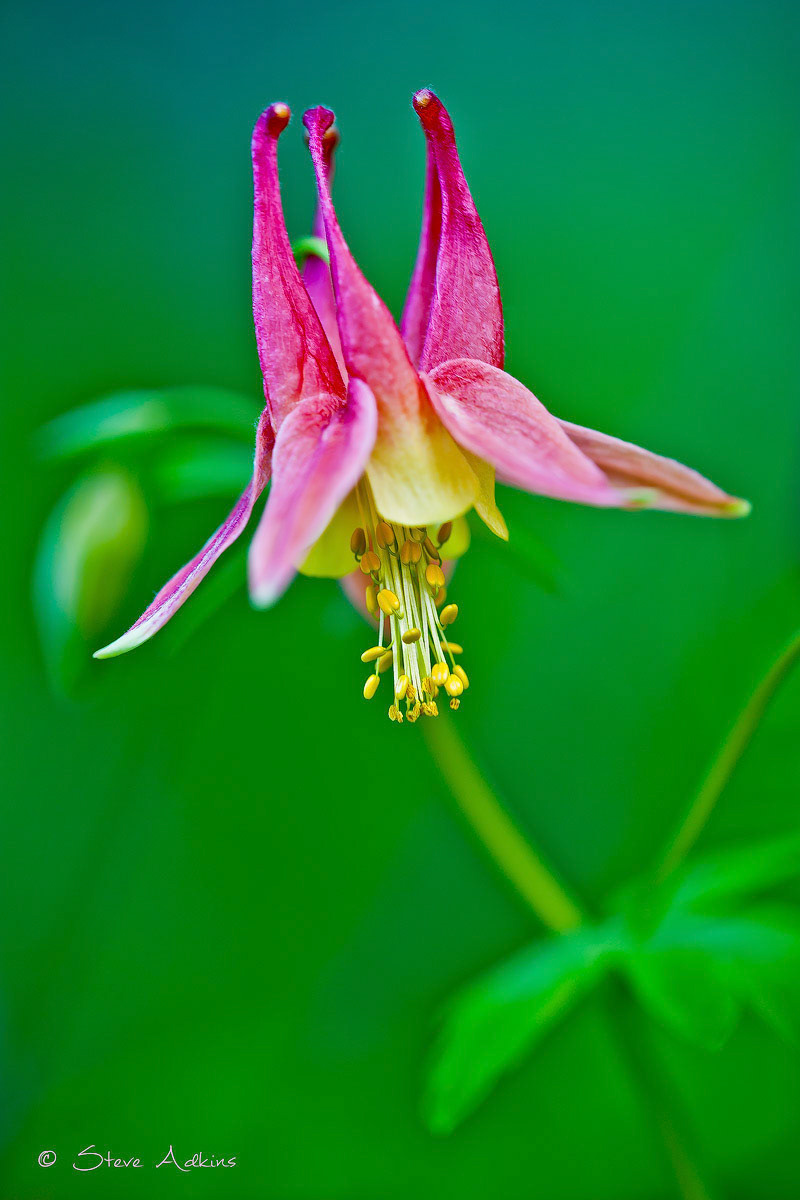 Wild Flower.