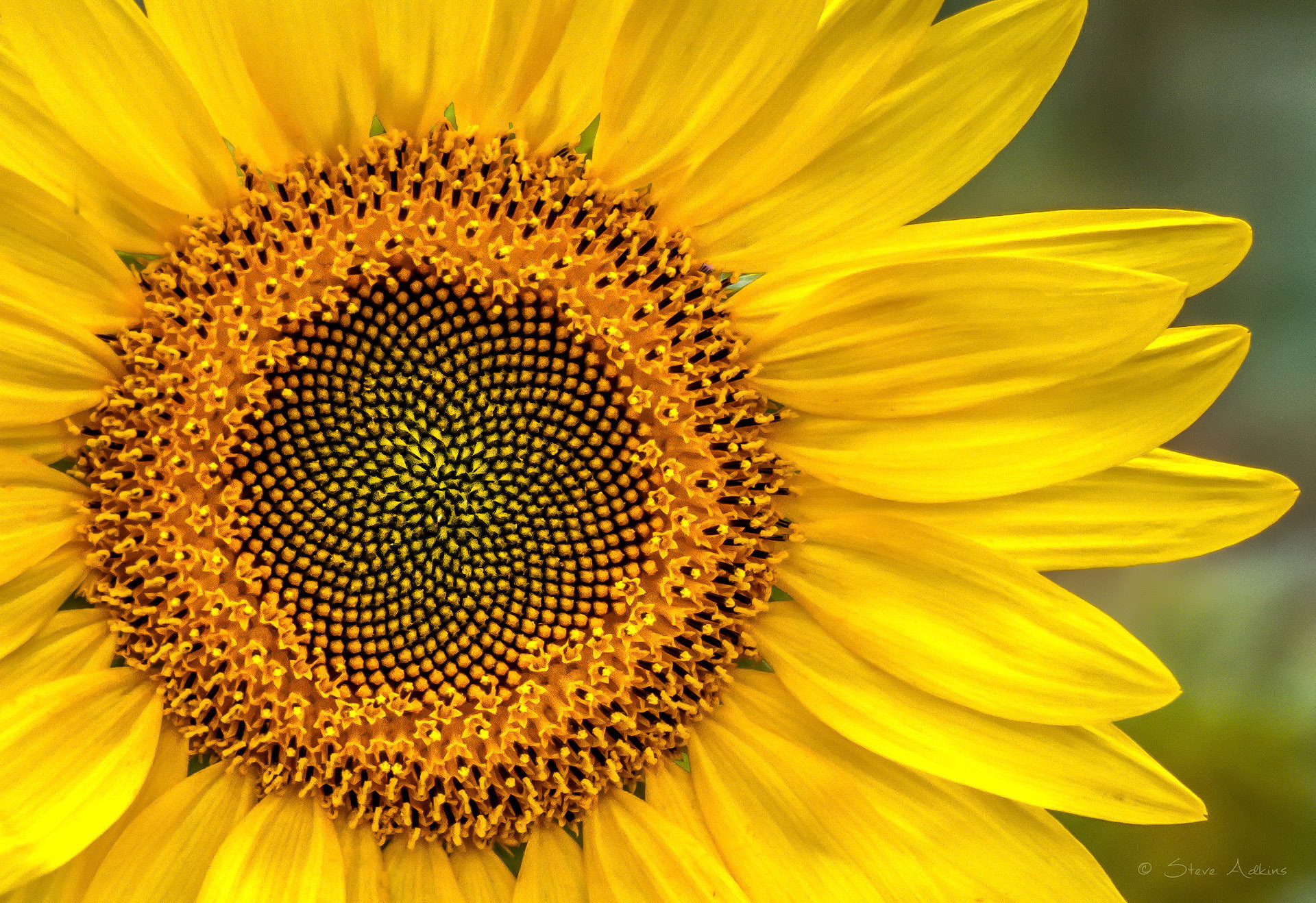 Sunflower- Geometry