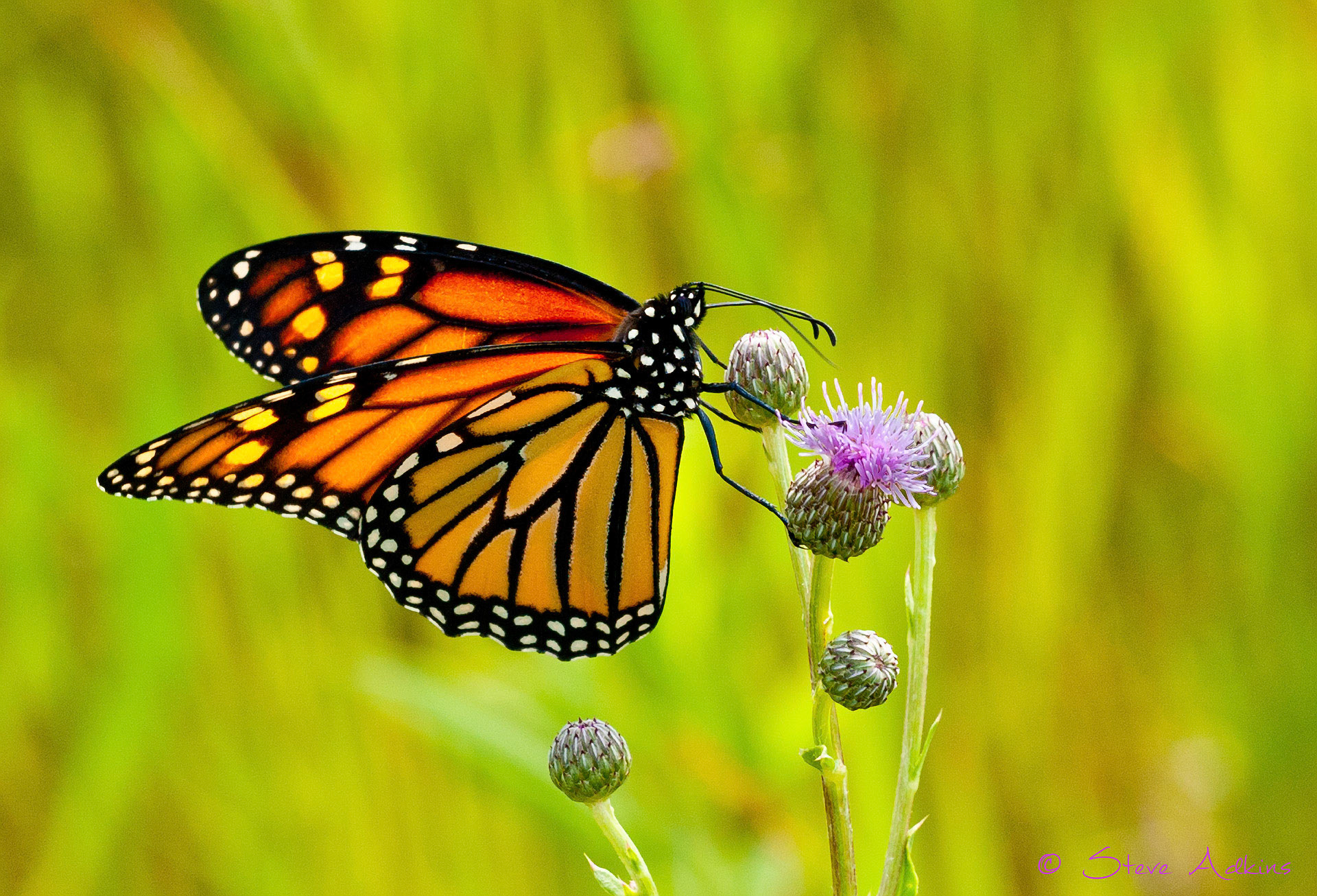 Butterfly on thistle.