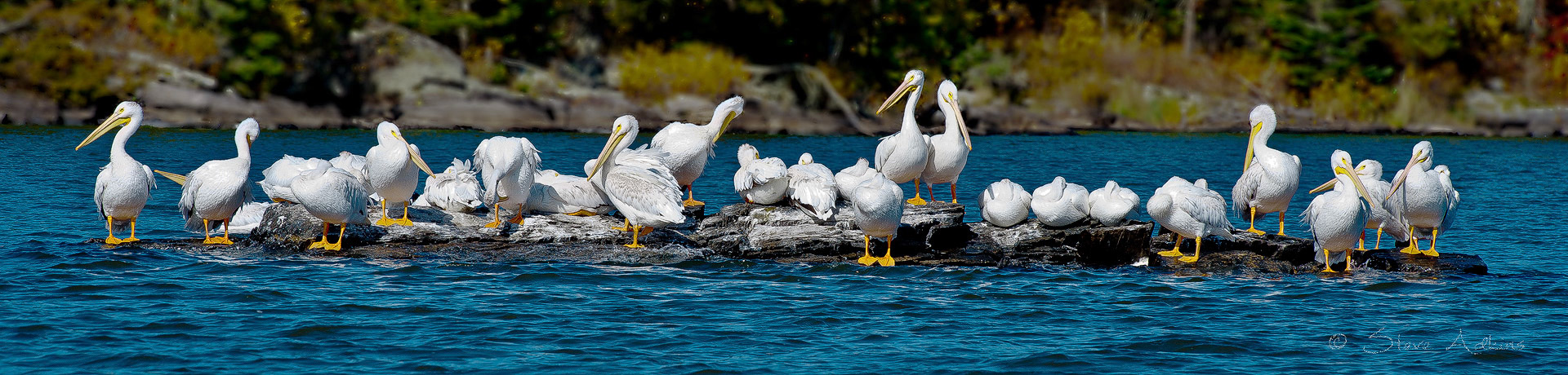 Pelican gathering place on small island in Lake of the Woods.