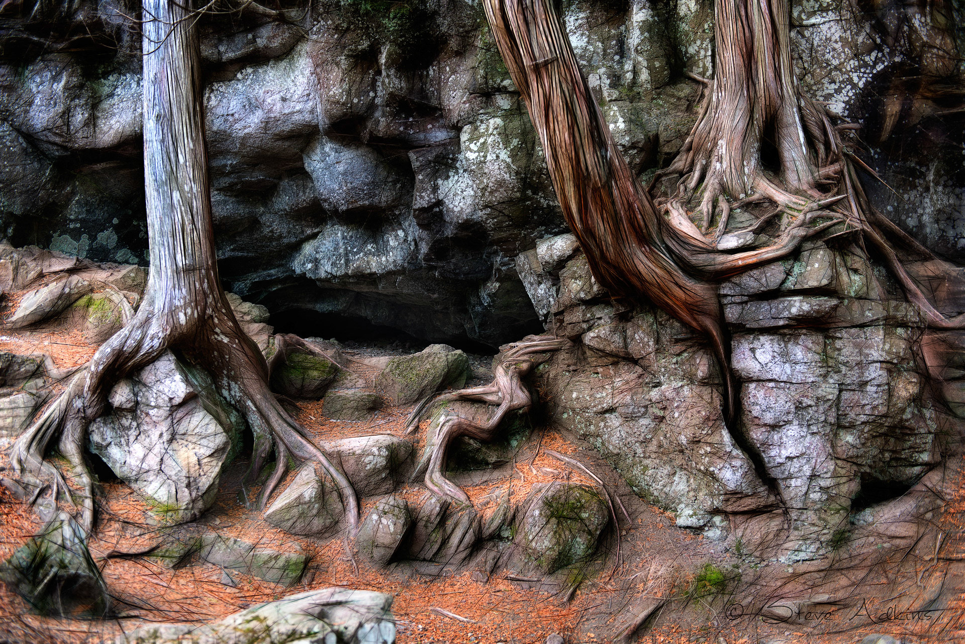 Clinging to rocks...