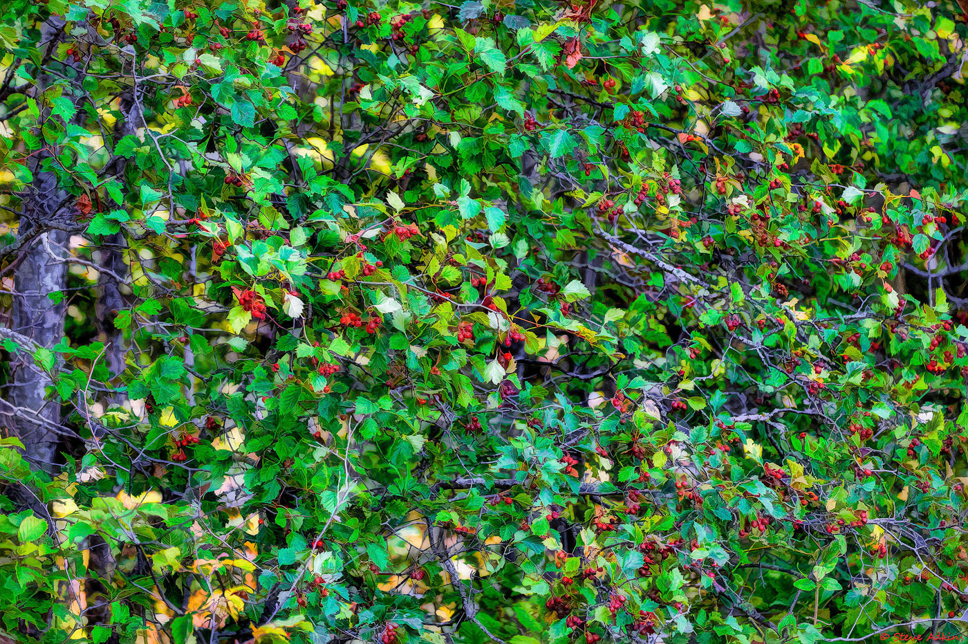 Fall Color.