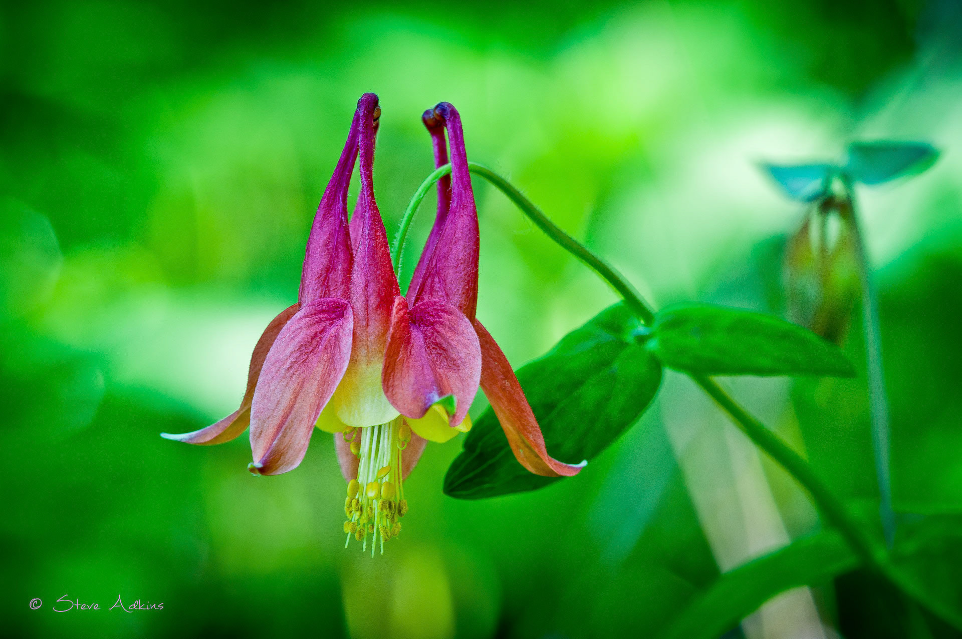 Wild Flower.