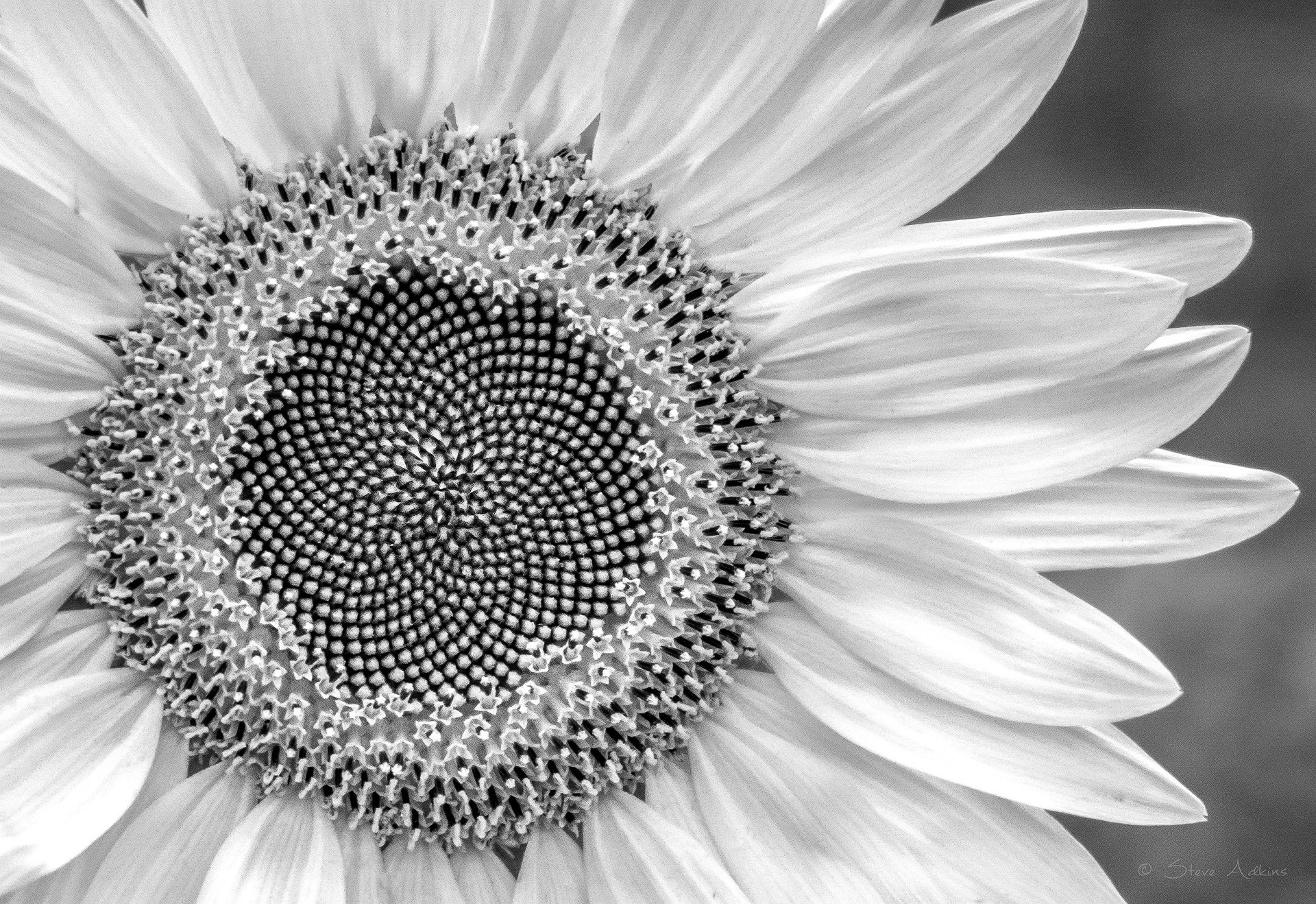 B&W Sunflower
