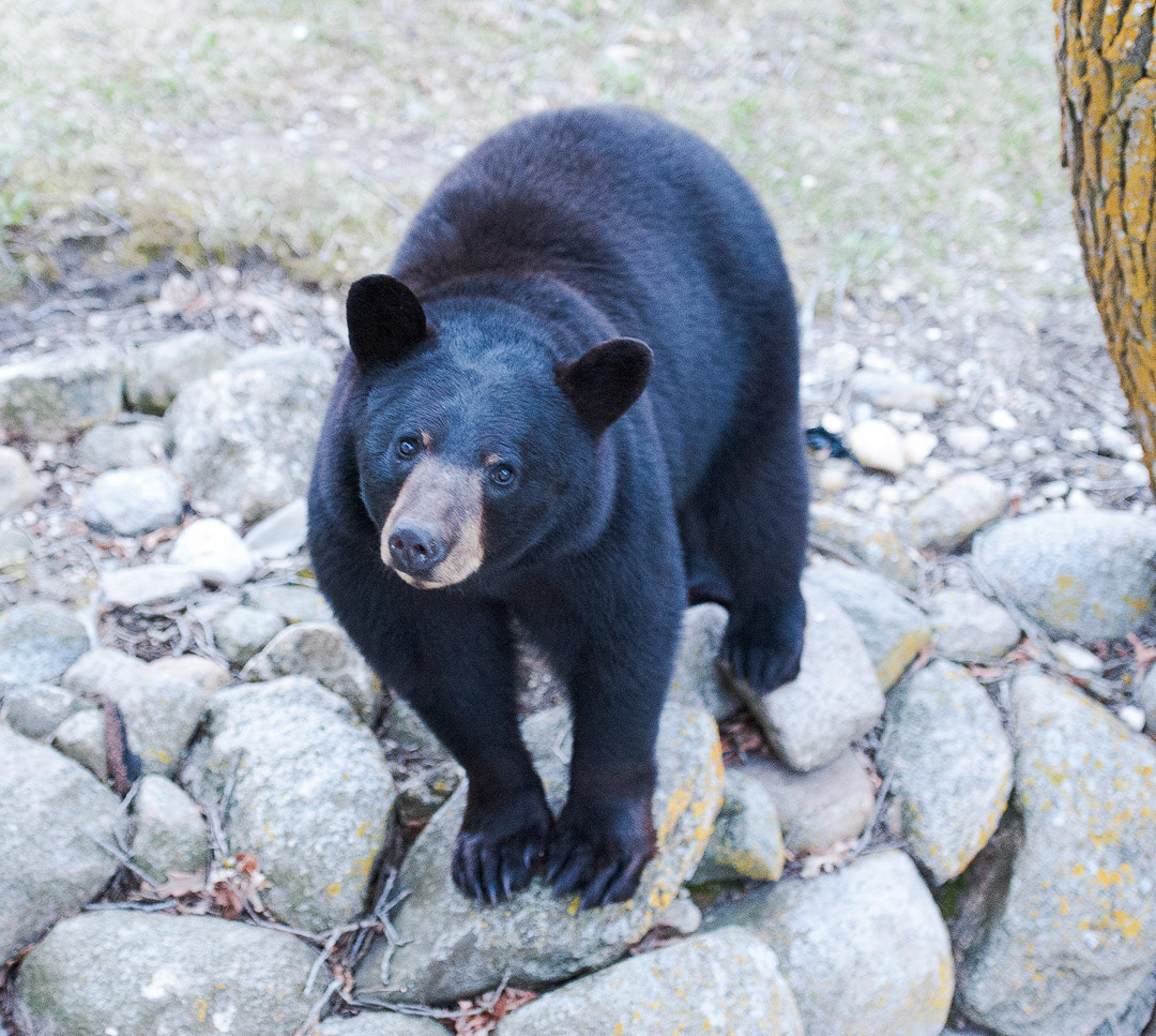 Bear in Spring