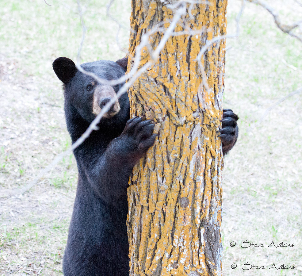 Black bear in Spring.