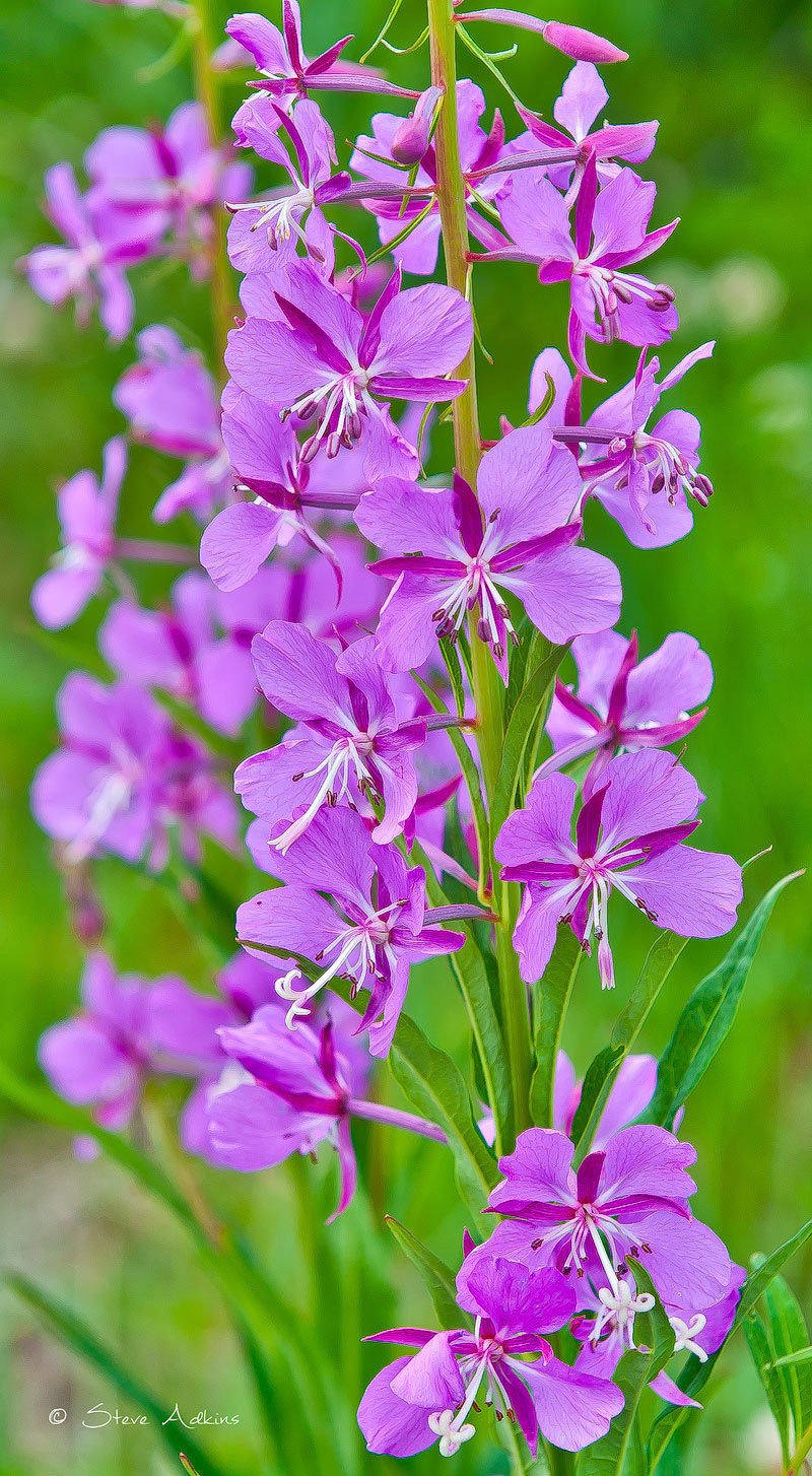Wild flower
