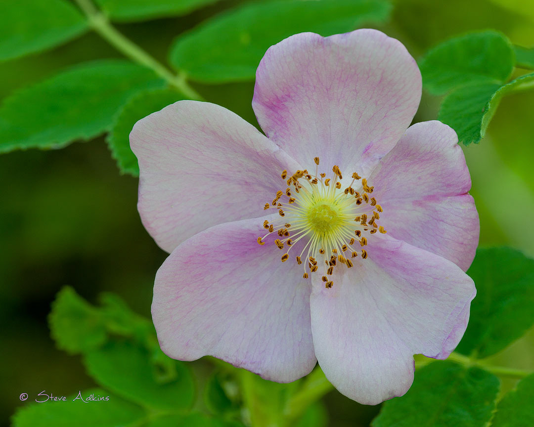 Wild Flower
