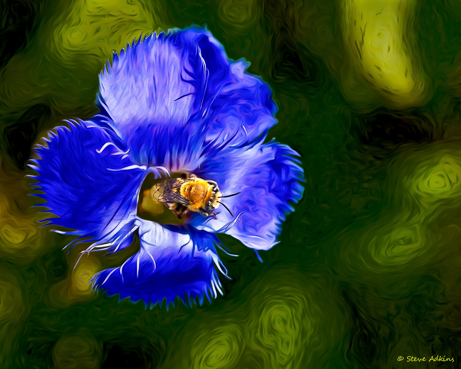Gentian and bee.