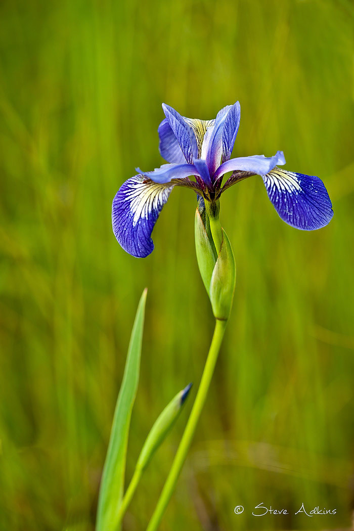 Minnesota wild flower.