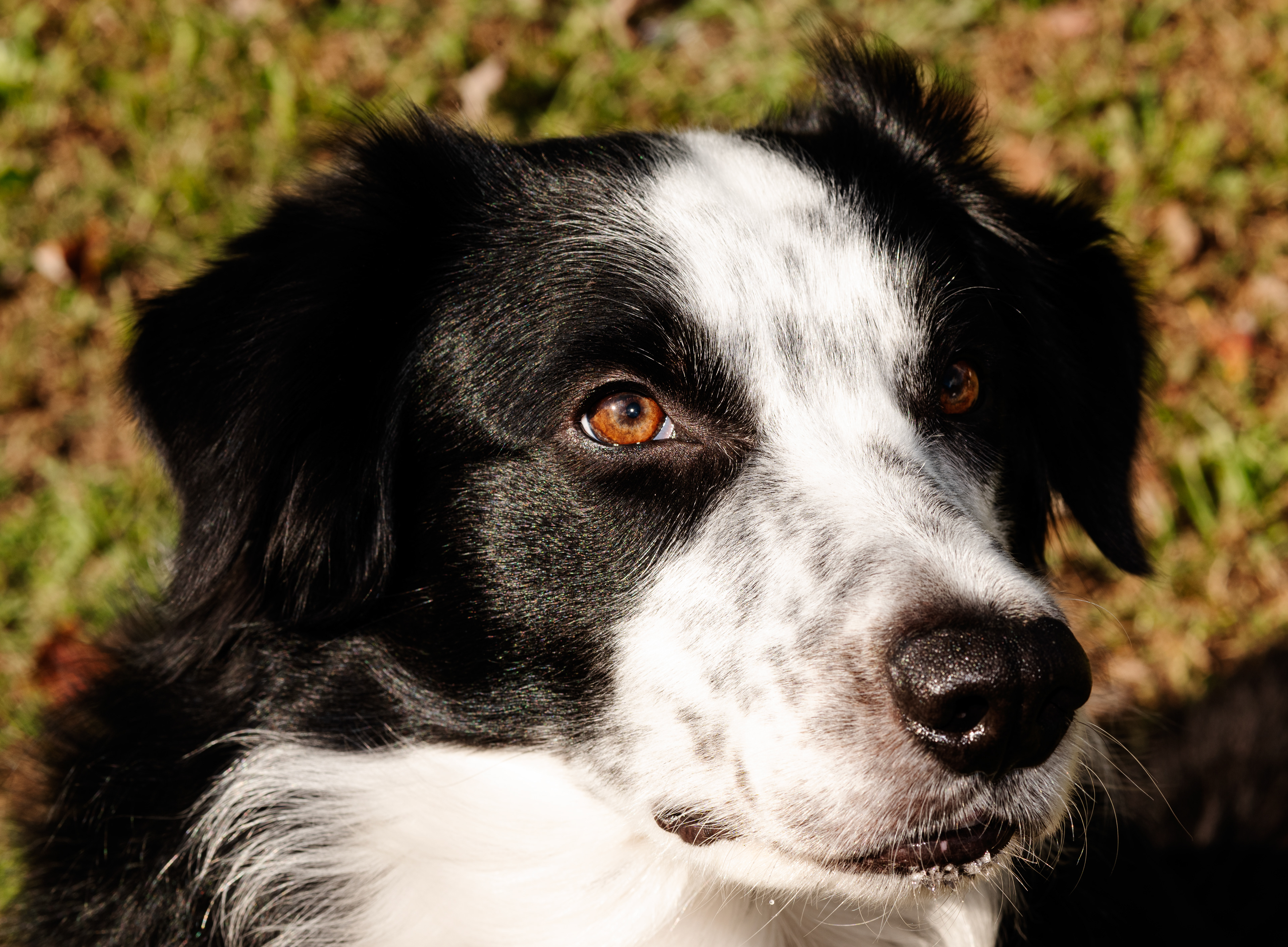 PIP, Border Collie, North Carolina, USA, digital photograph, 2024