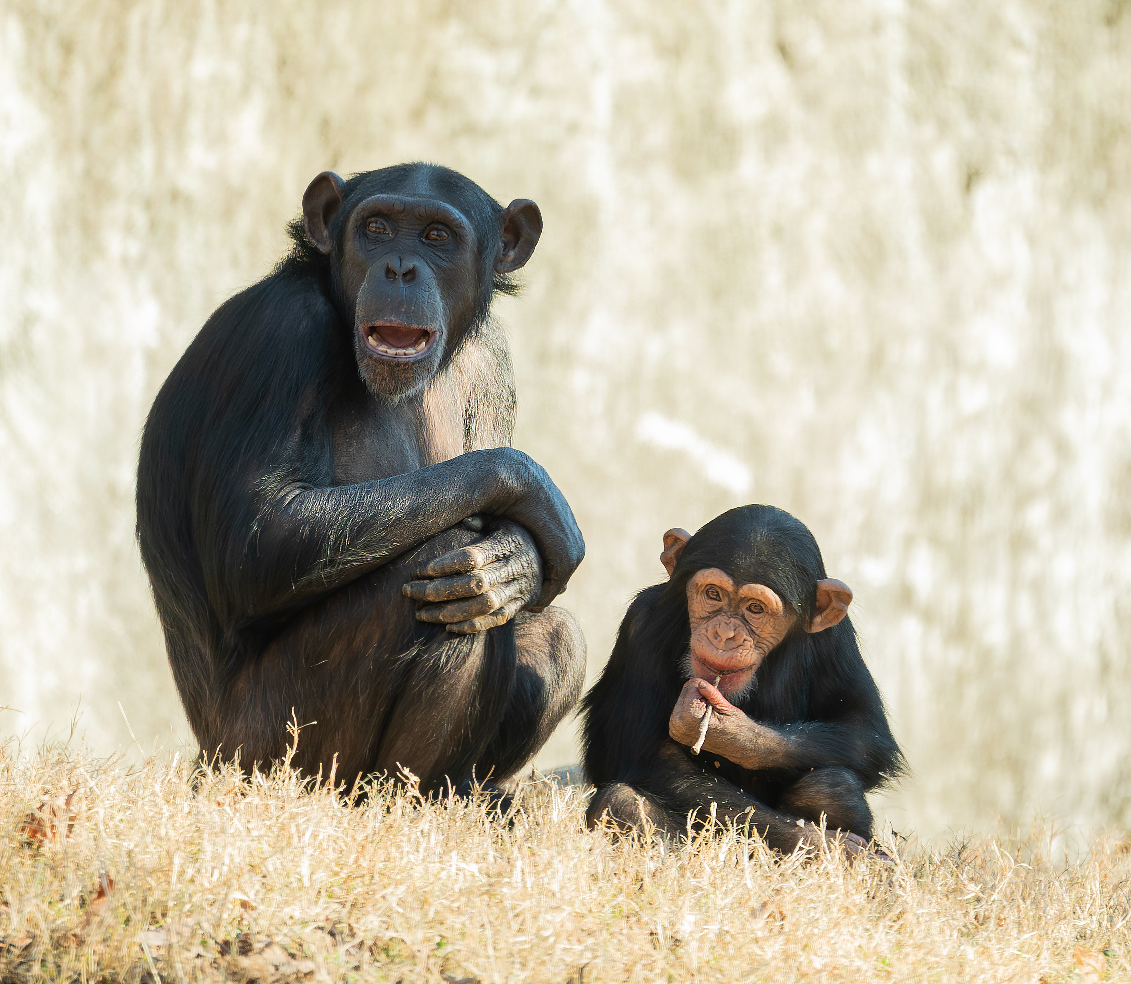 Mother and Baby Chimpanzee, NC State Zoo, digital photograph, 2025