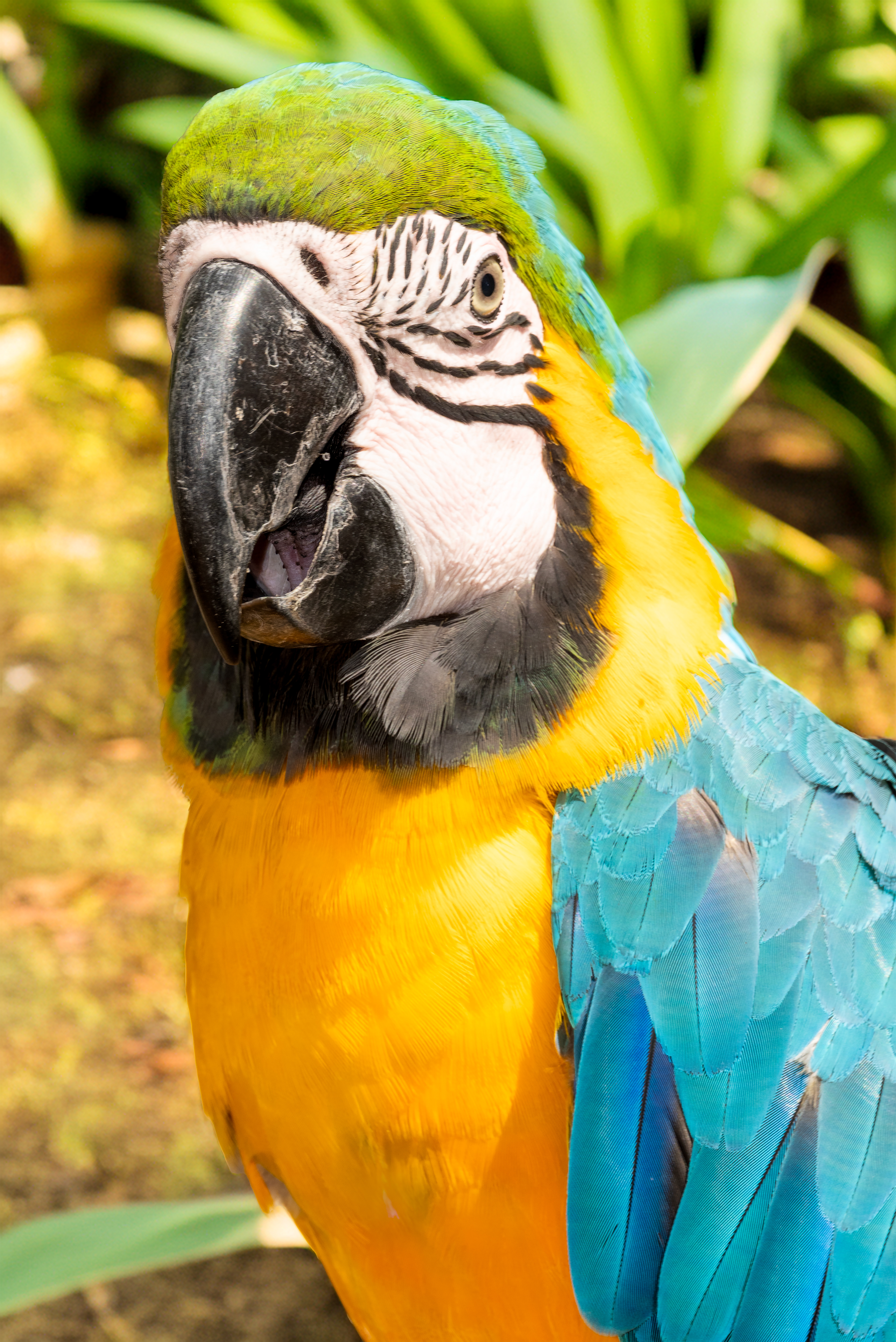 Blue & Gold Macaw, Barbados, digital photograph, 2025