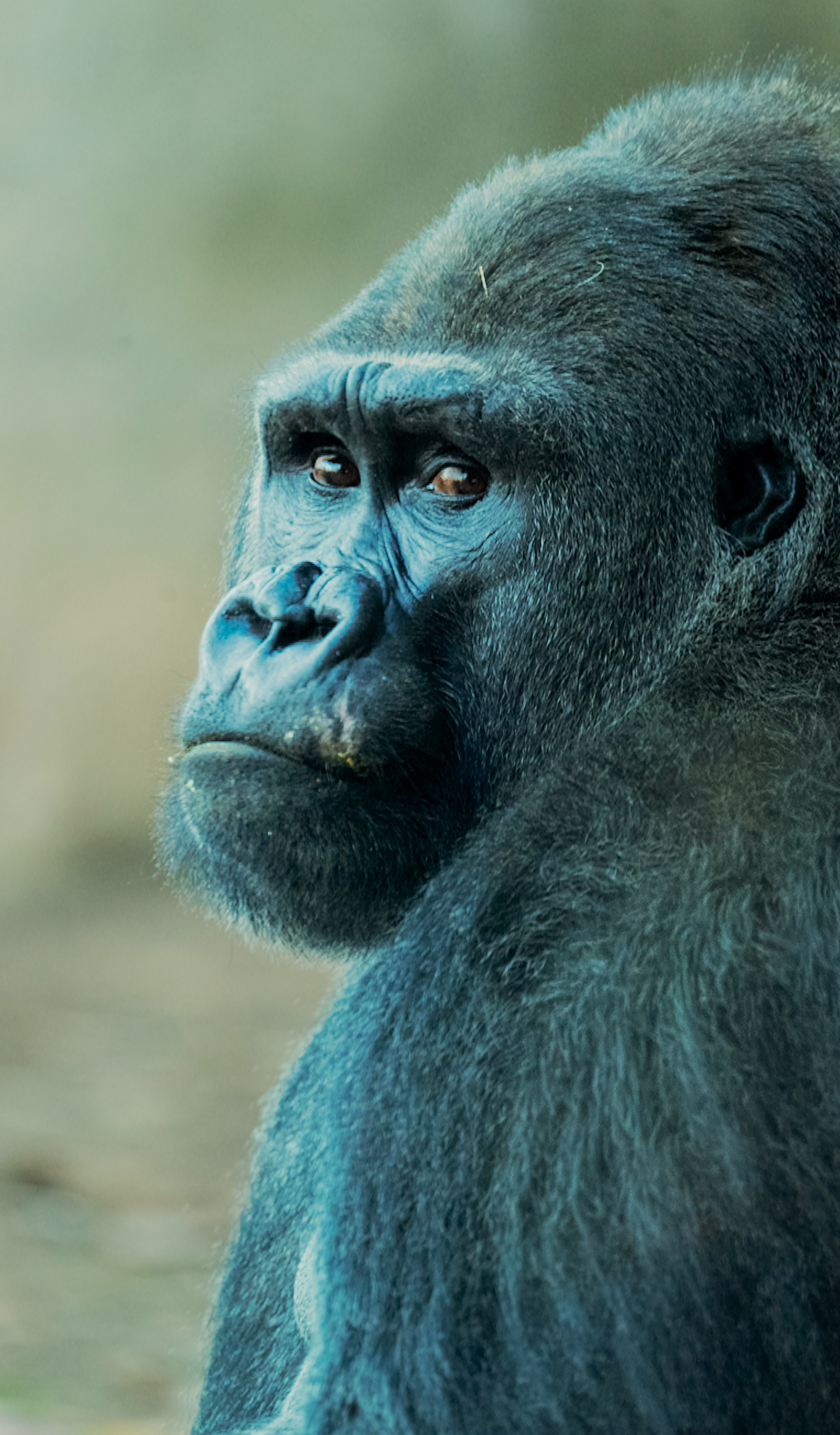 Gorilla, NC State Zoo, digital photograph, 2025