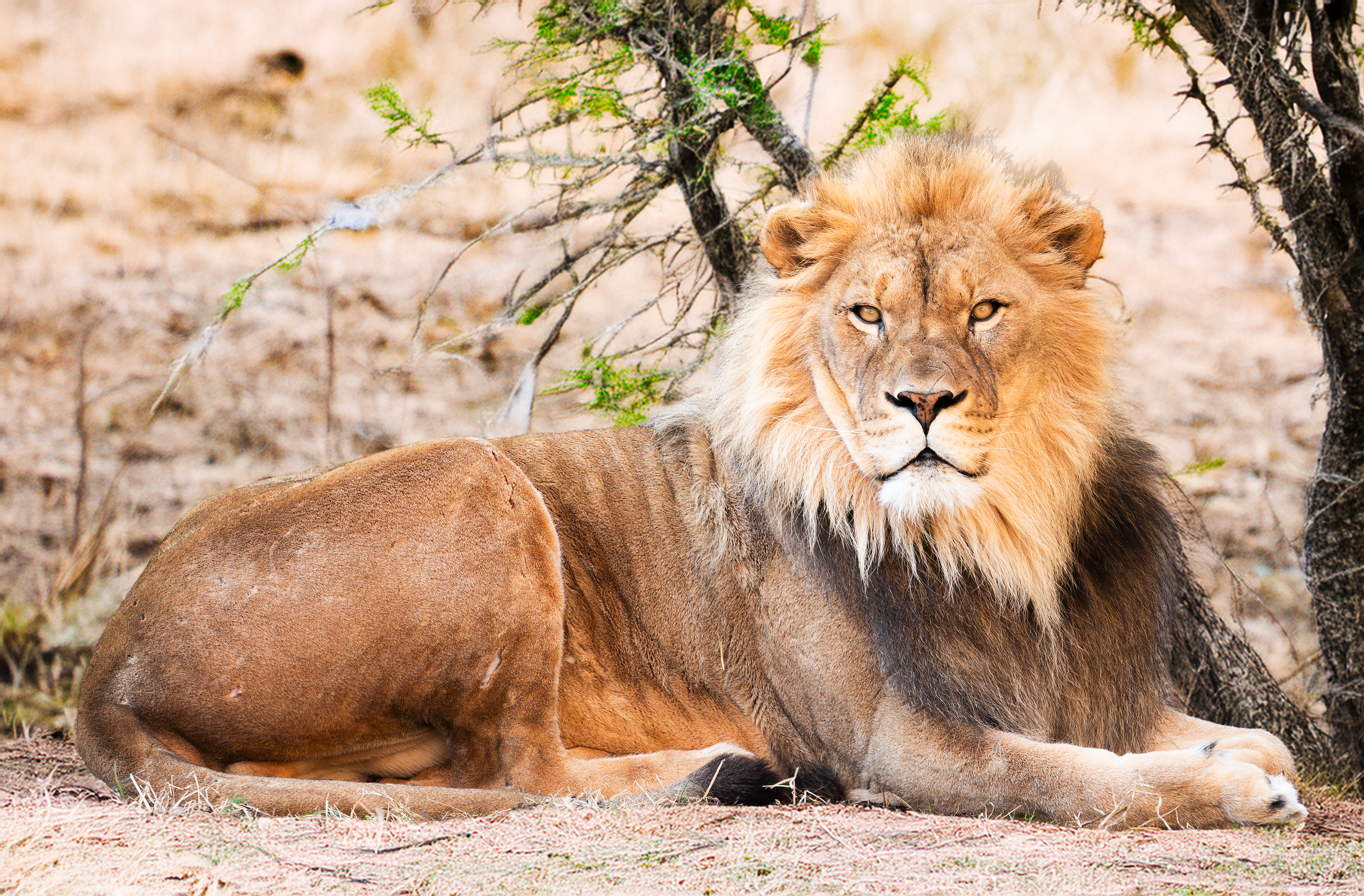 Lion, NC State Zoo, digital photograph, 2025