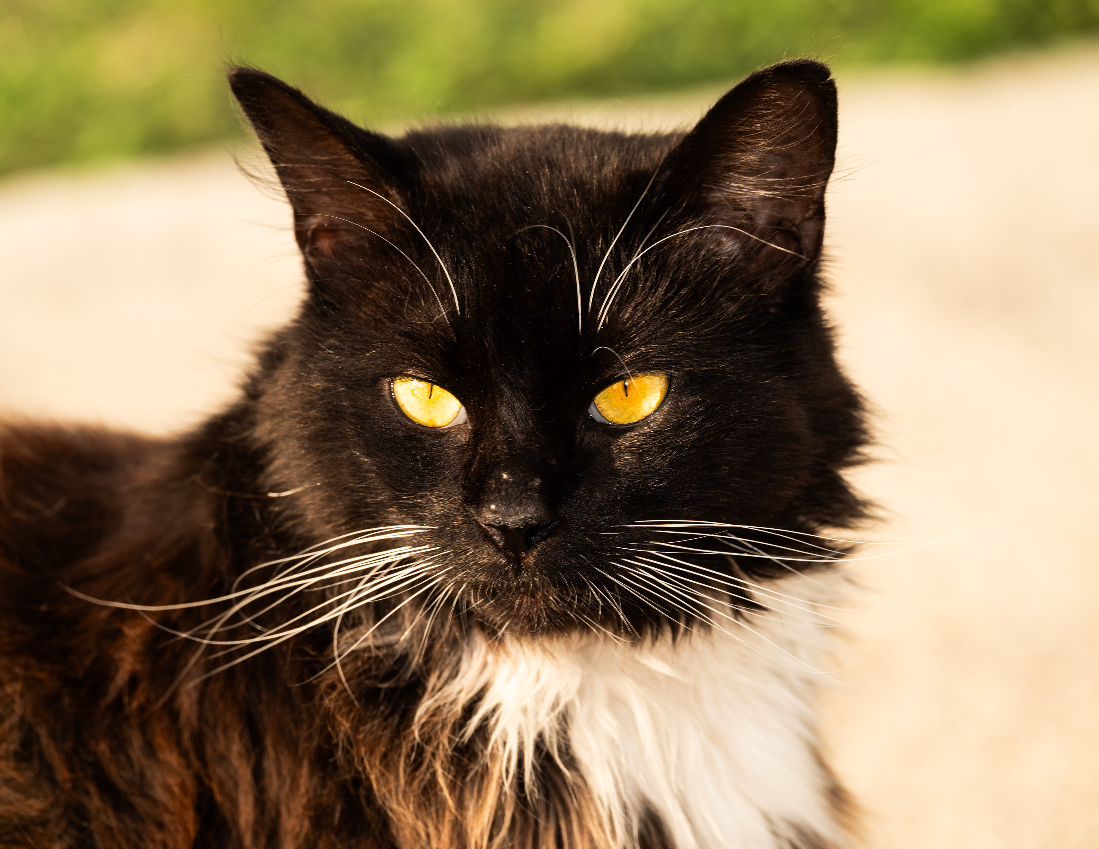 YAMI, North Carolina, USA, digital photograph, 2025