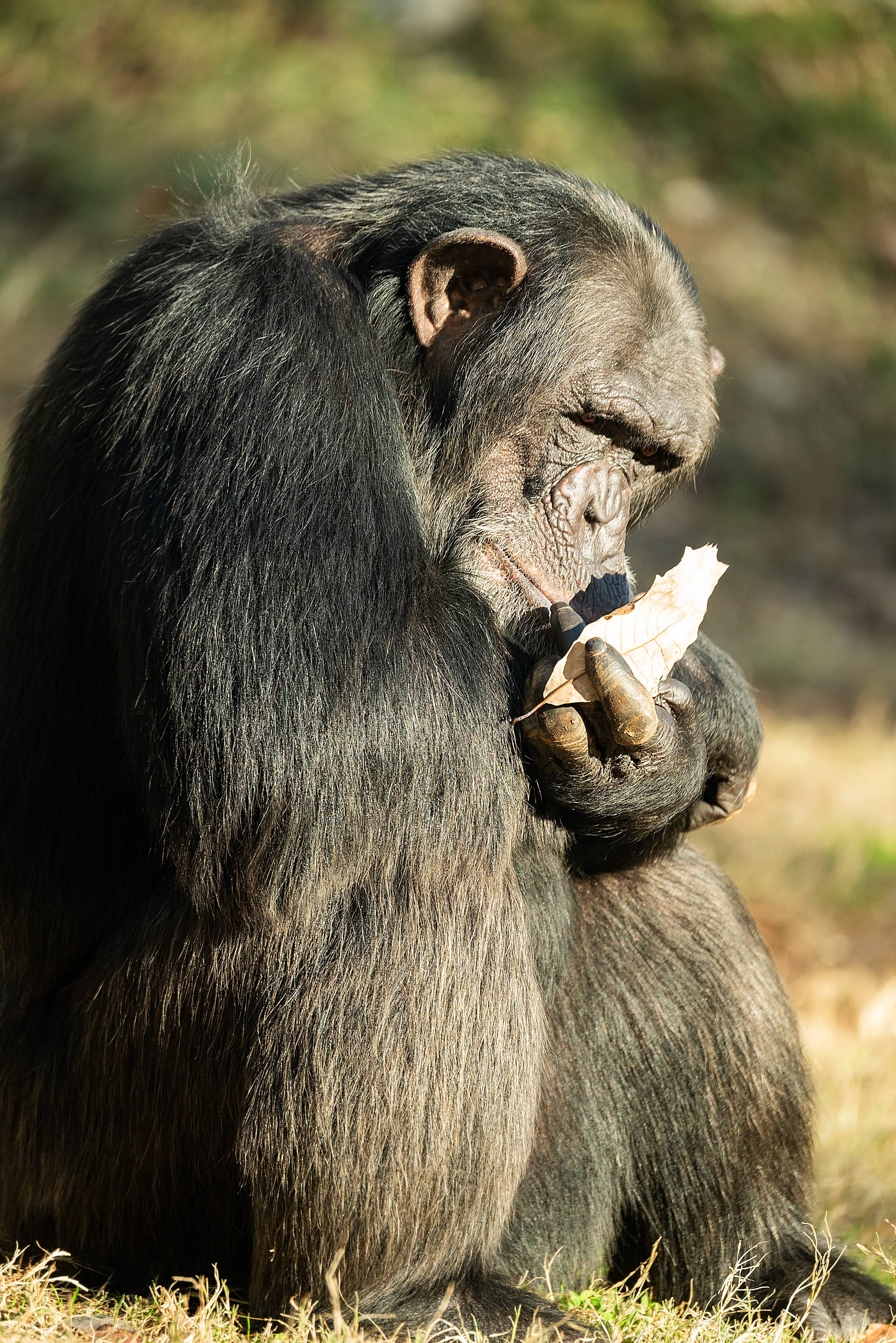 Chimpanzee, NC State Zoo, digital photograph, 2025