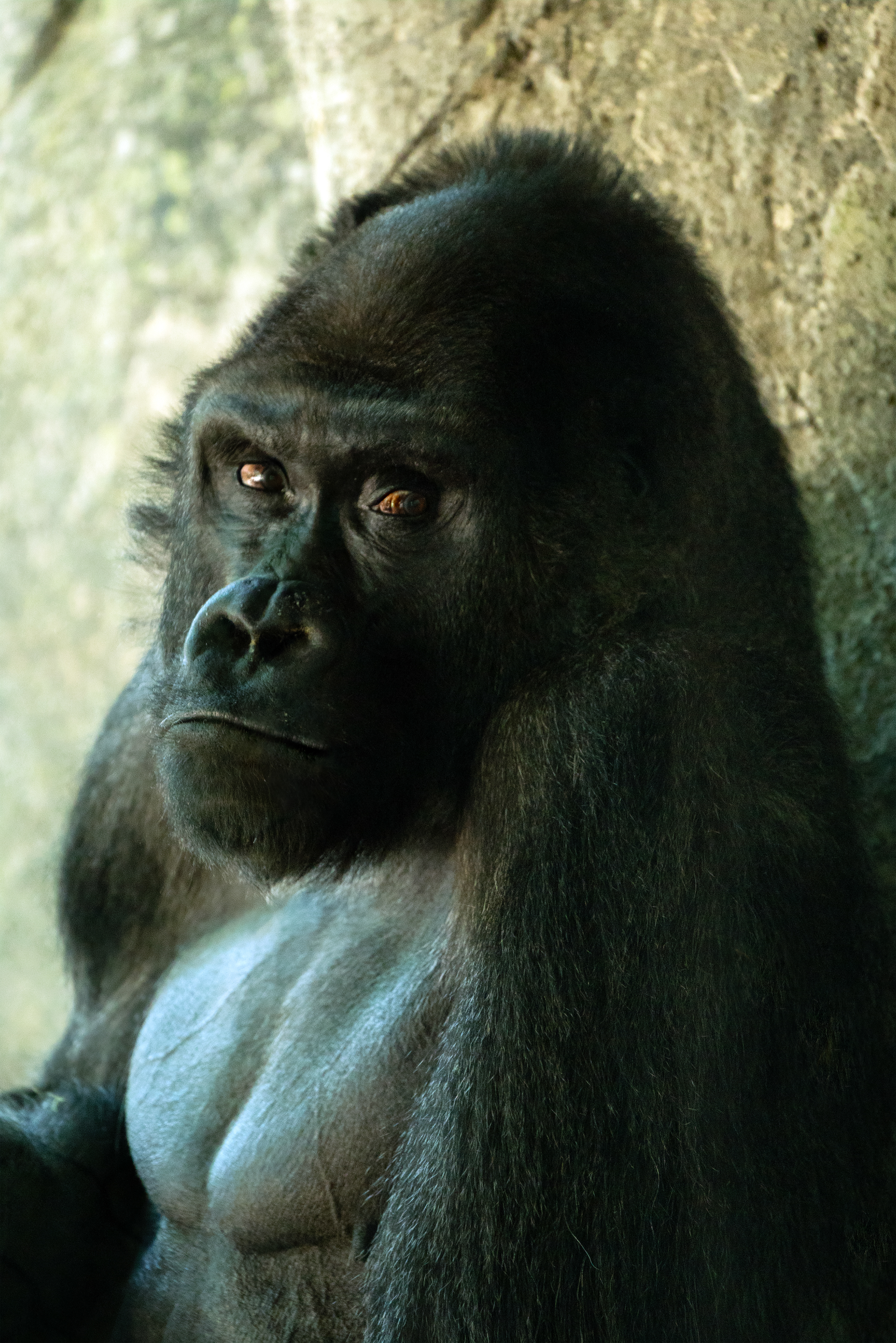Gorilla, NC Zoo, digital photograph, 2025