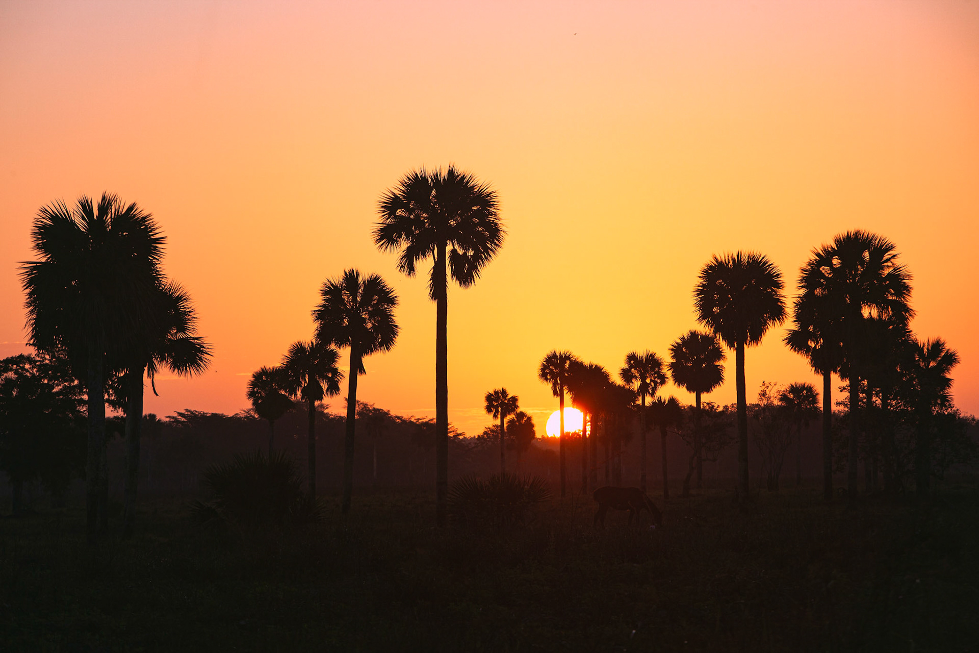 First Light over El Lechuzo Plains