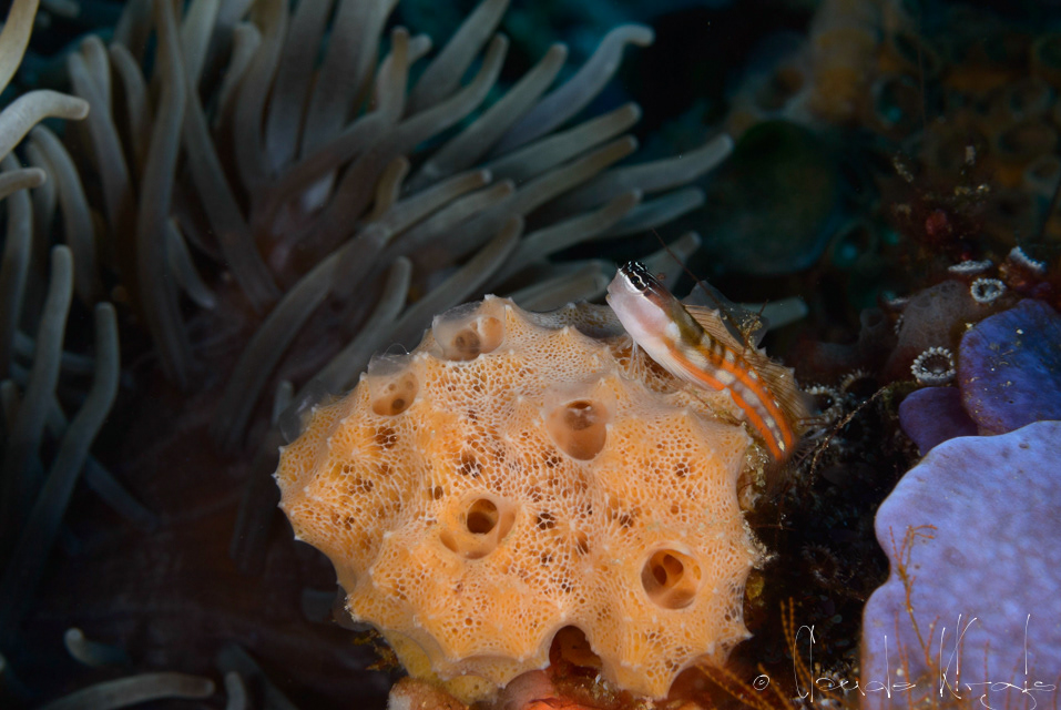 Blennie de Bath (Ecsenius bathi)