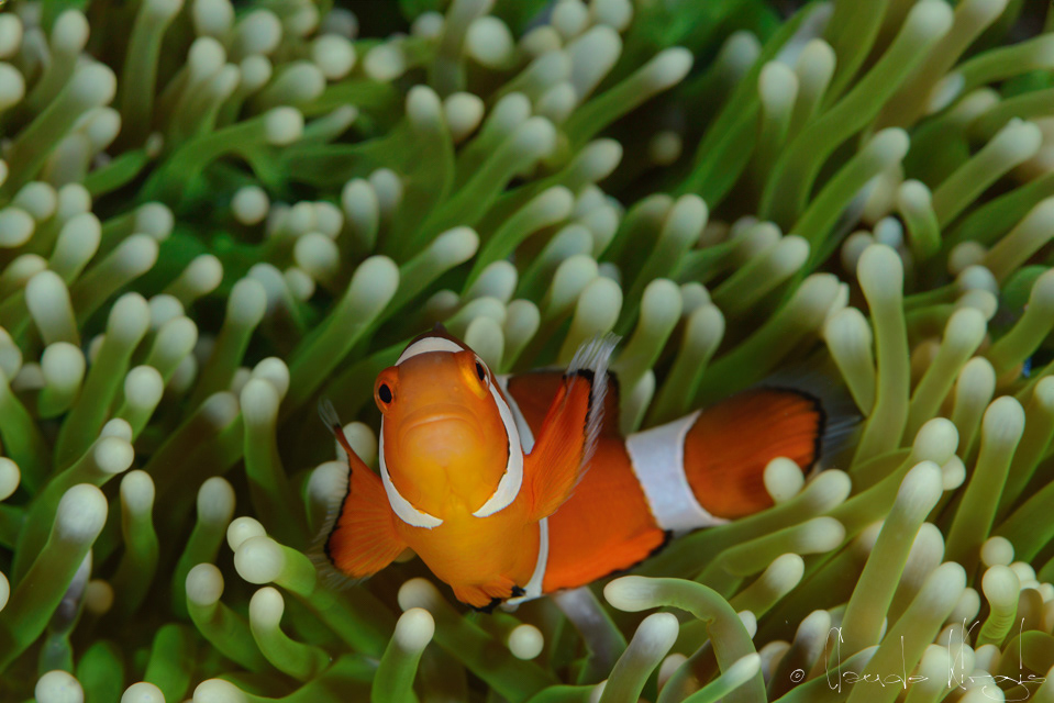 Poisson-Clown à 3 bandes (Amphiprion ocellaris)