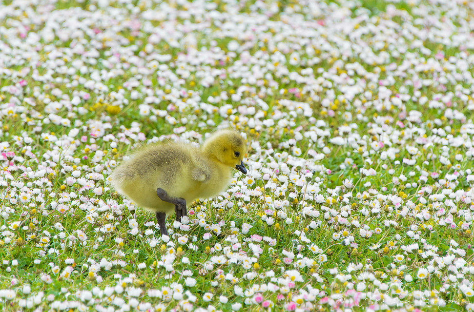 Bernache du Canada-Poussin (Branta canadensis)