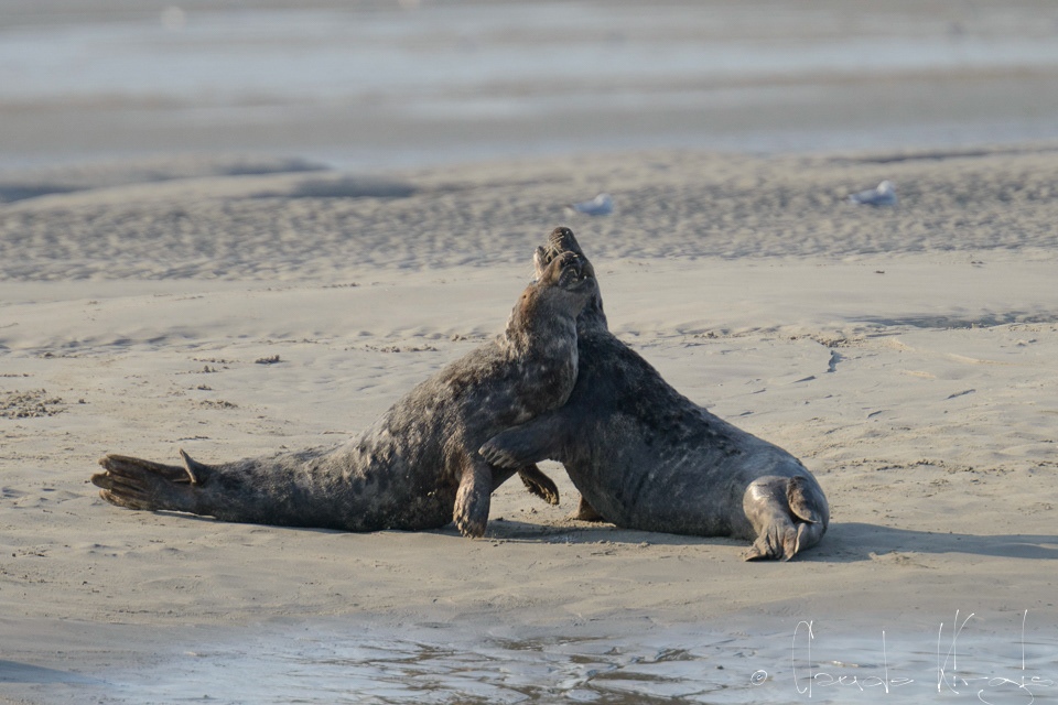 Phoque gris (Halichoerus grypus)